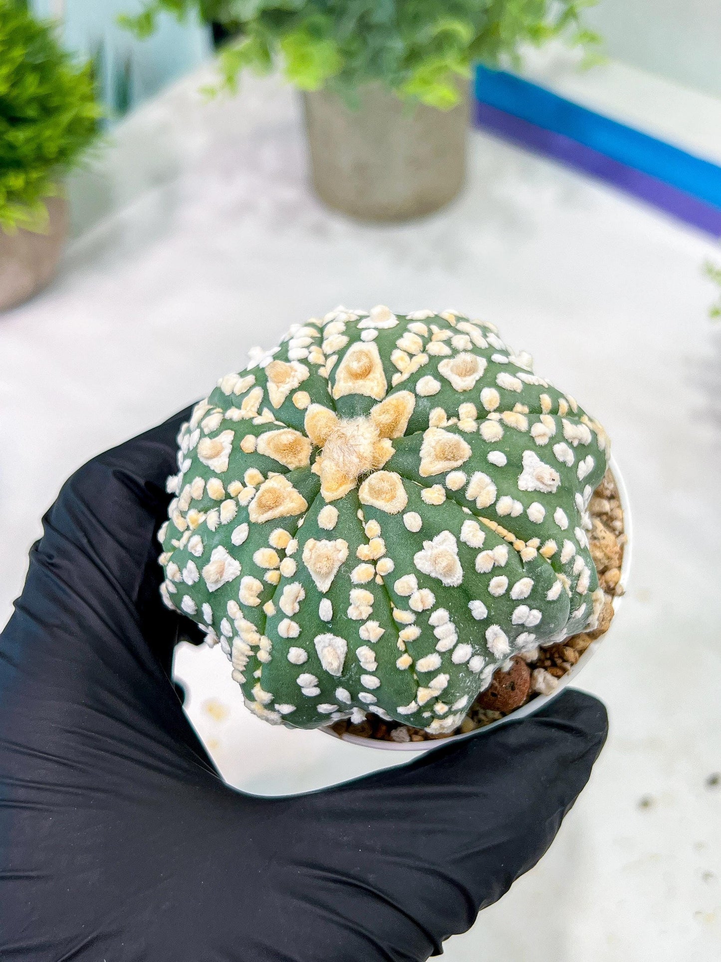 Custom Order- We’ll send you the exact live plant pictured (T2) (P2) | NEVADA Plant Seller | 3" Pot