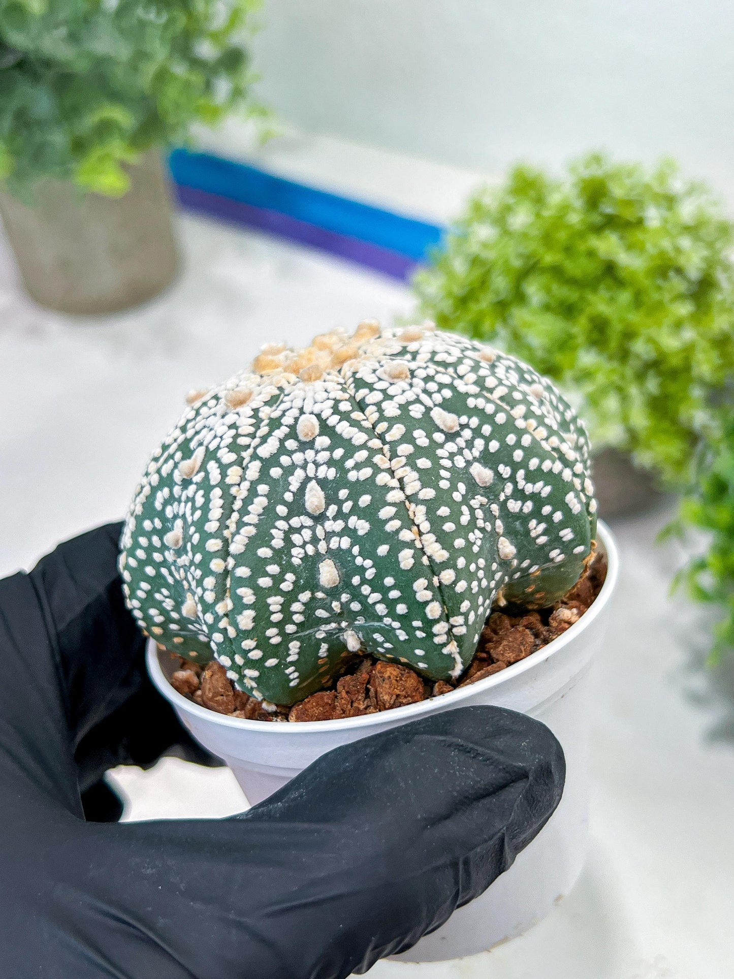 Custom Order- You will get the exact plant (T2) (P3) | USA Plant Seller | 3" Pot