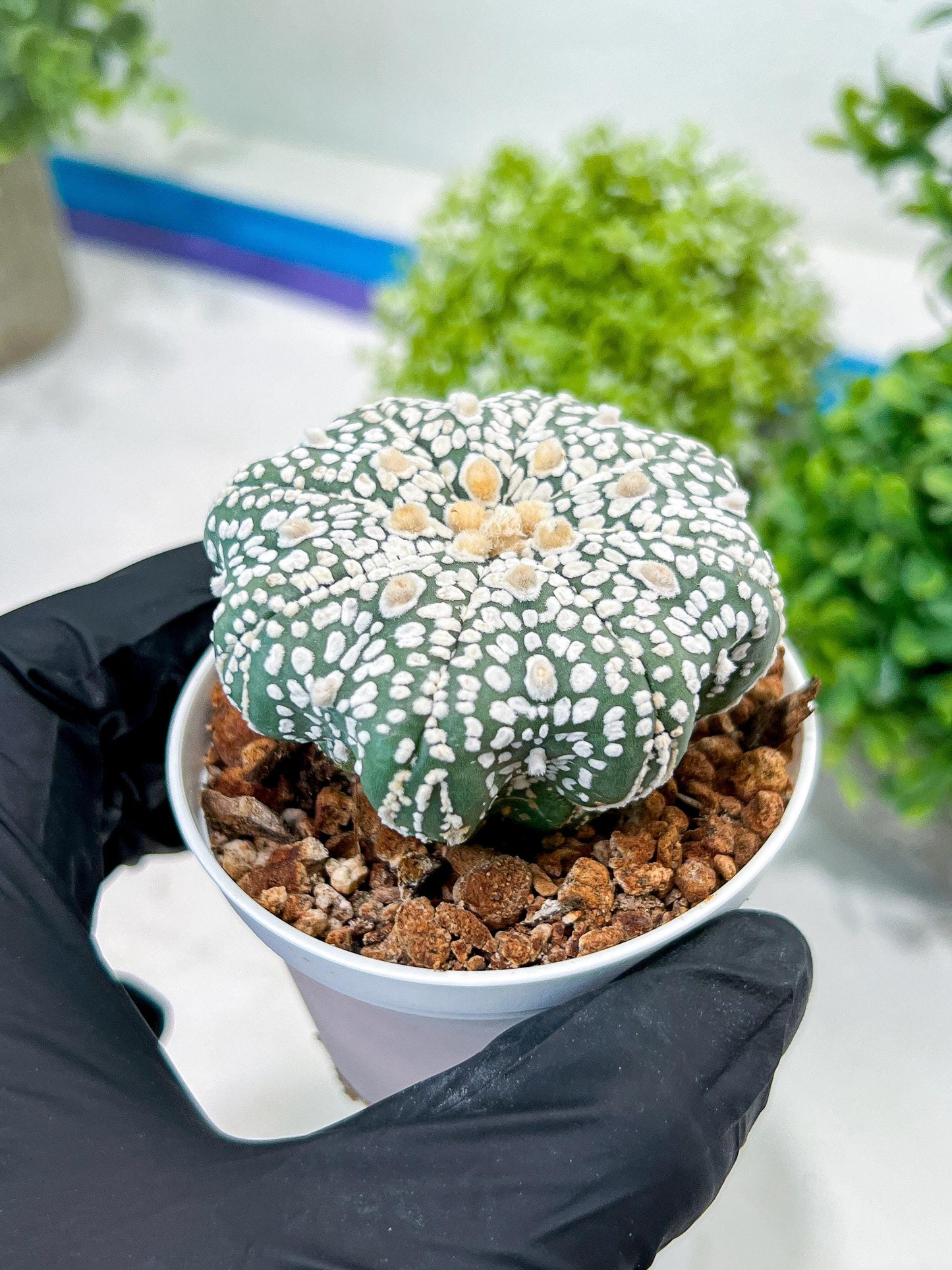 Custom Order- You'll receive the exact live plant (T2) (P4) | Las Vegas Plant | 3" Pot