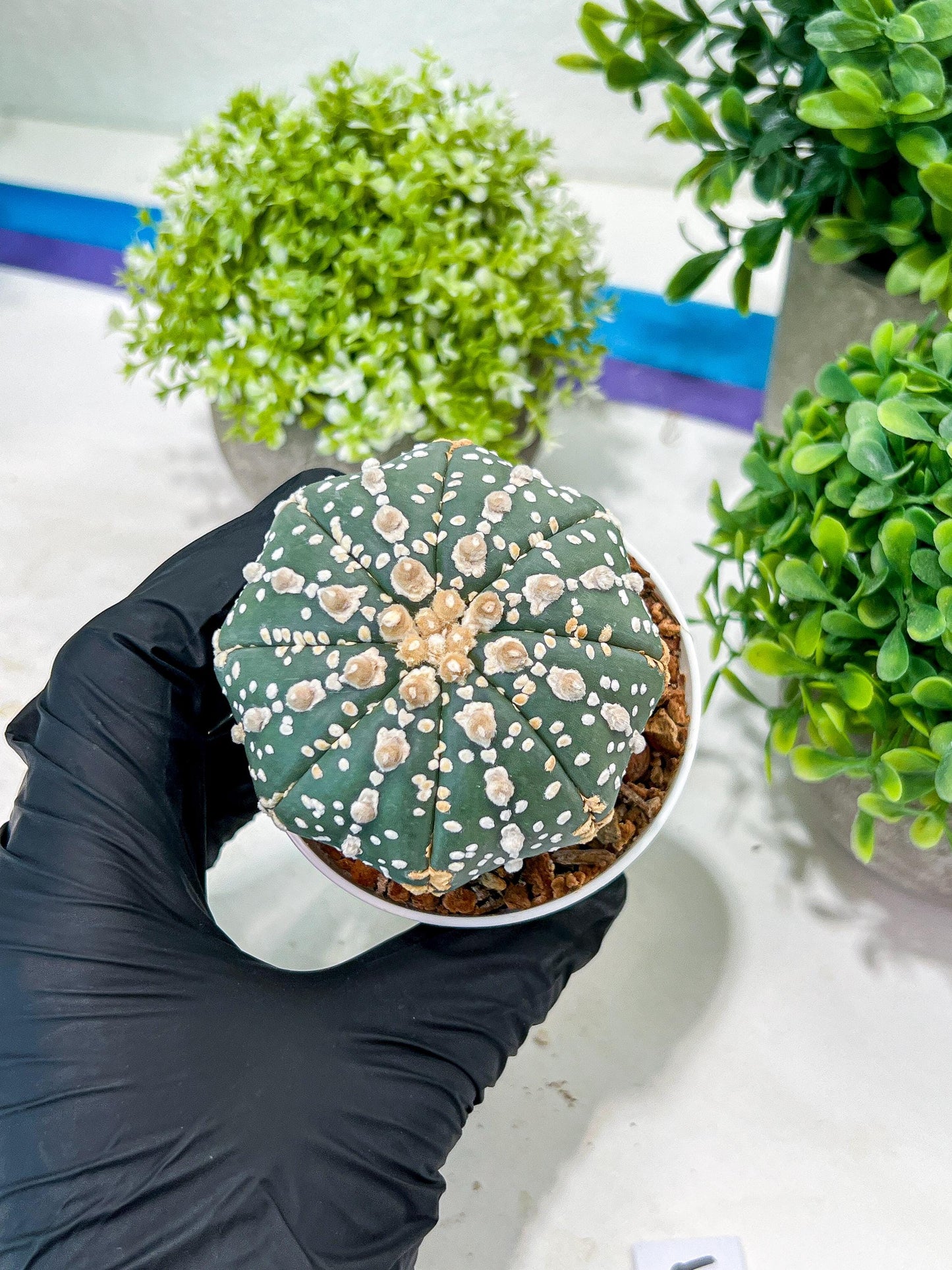 Custom Order- You'll receive the exact live plant (T2) (P5) | USA Plant Seller | 3" Pot