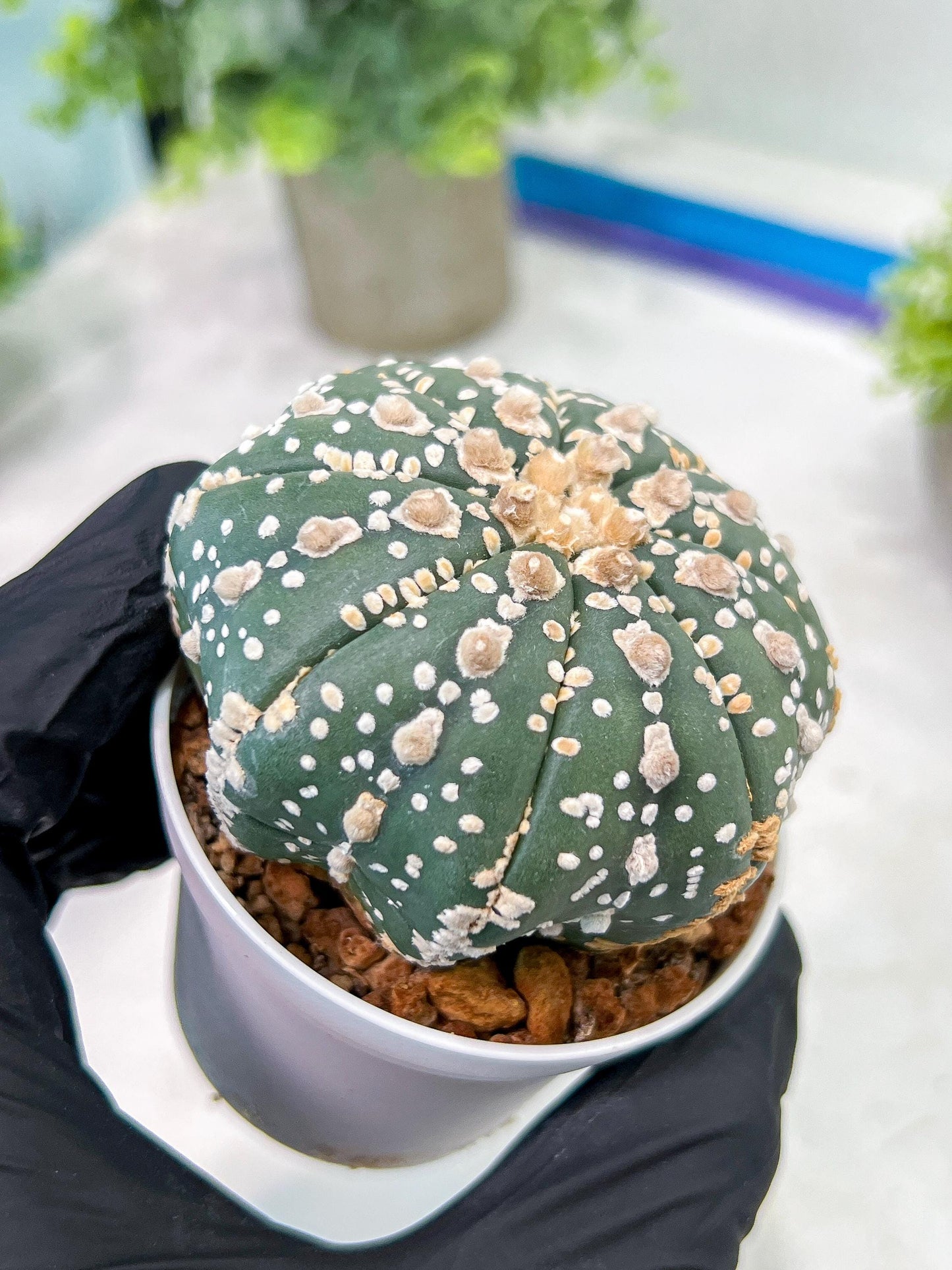 Custom Order- You'll receive the exact live plant (T2) (P5) | USA Plant Seller | 3" Pot