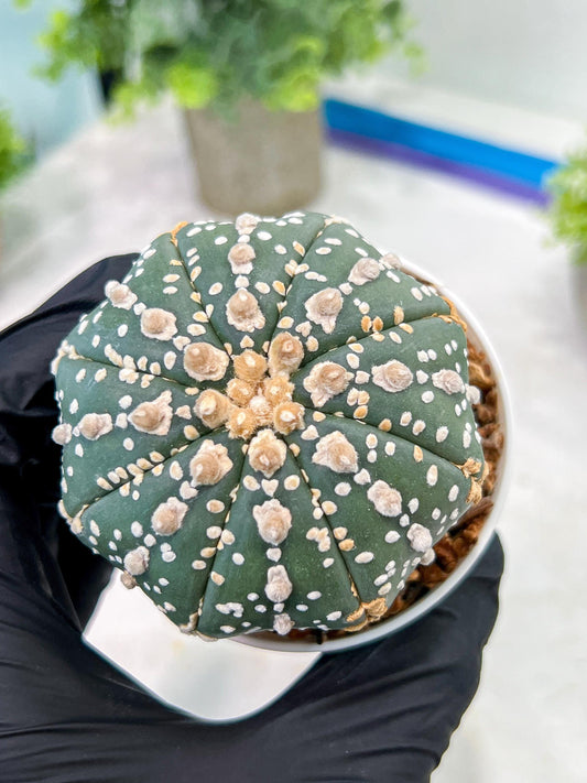 Custom Order- You'll receive the exact live plant (T2) (P5) | USA Plant Seller | 3" Pot