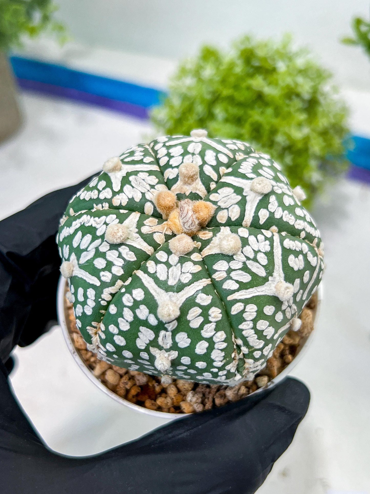 Custom Order- You'll receive the exact live plant (T2) (P6) | NEVADA Plant Shop | 3" Pot