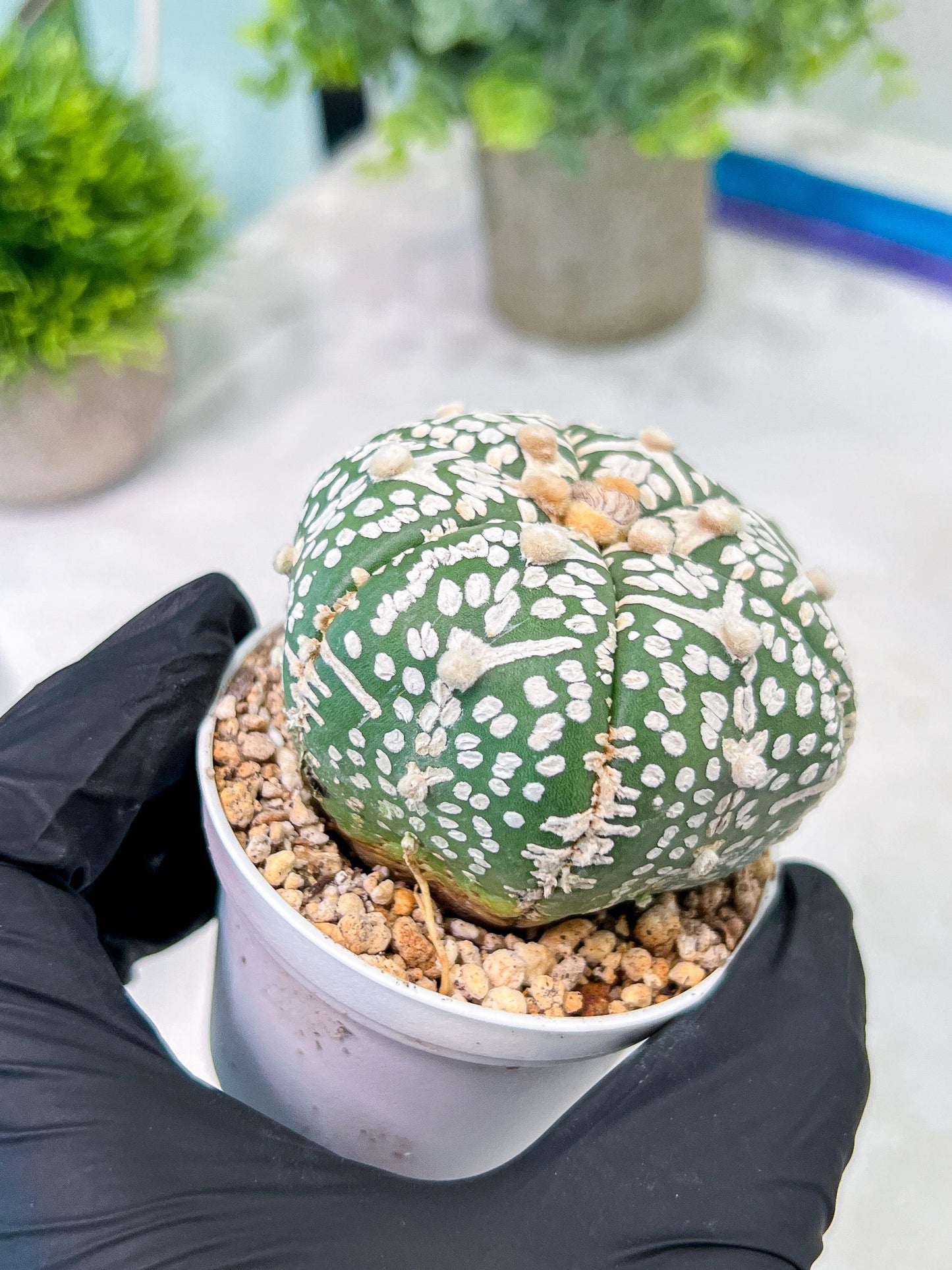 Custom Order- You'll receive the exact live plant (T2) (P6) | NEVADA Plant Shop | 3" Pot