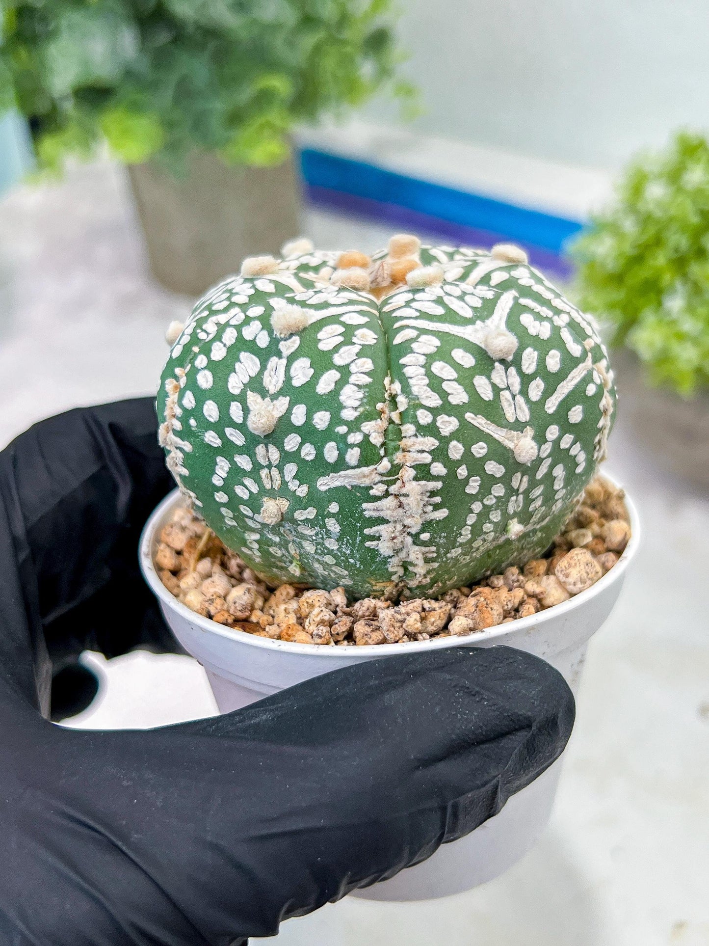 Custom Order- You'll receive the exact live plant (T2) (P6) | NEVADA Plant Shop | 3" Pot