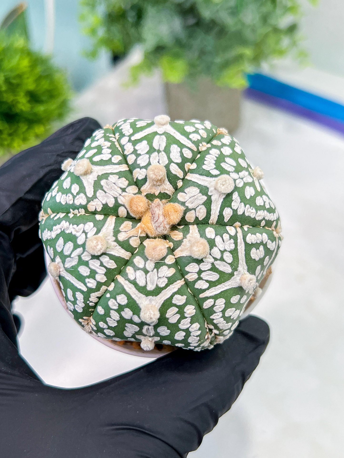 Custom Order- You'll receive the exact live plant (T2) (P6) | NEVADA Plant Shop | 3" Pot