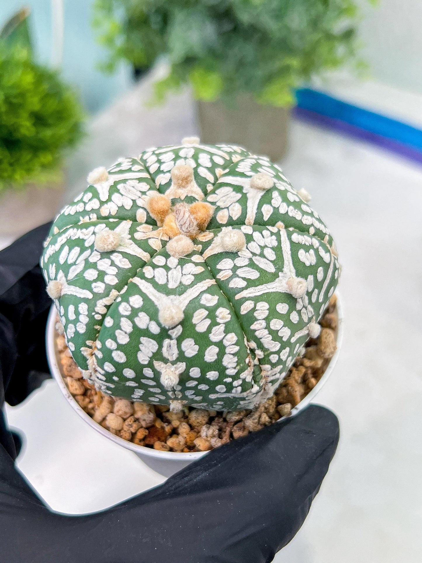 Custom Order- You'll receive the exact live plant (T2) (P6) | NEVADA Plant Shop | 3" Pot