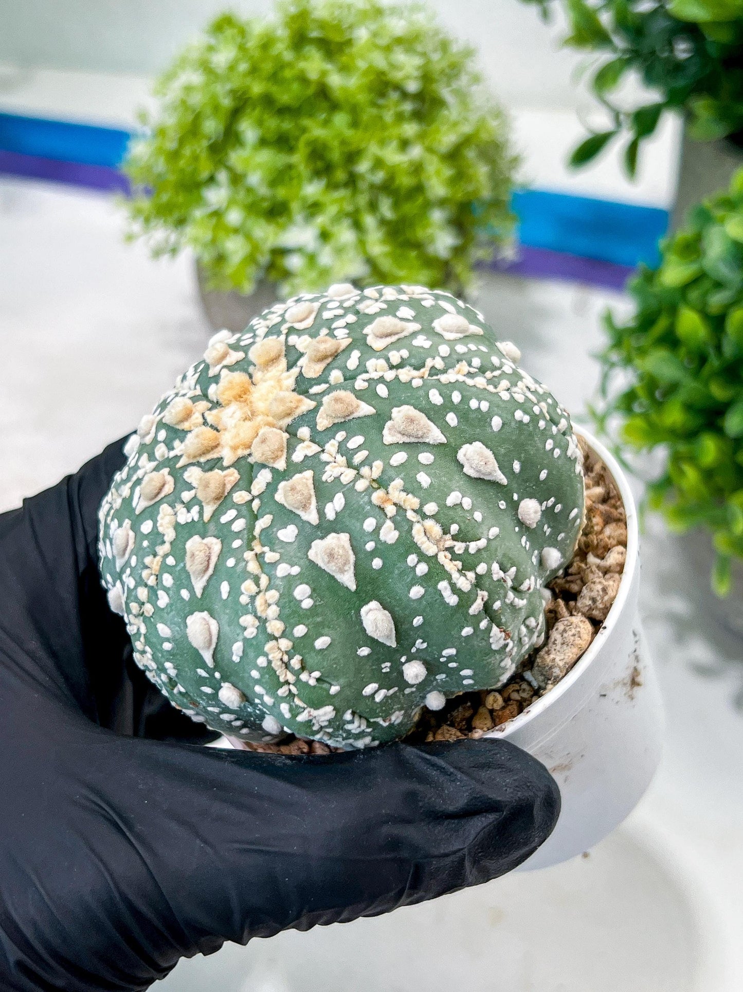 Custom Order- You'll receive the exact live plant (T2) (P7) | NEVADA Seller | 3" Pot