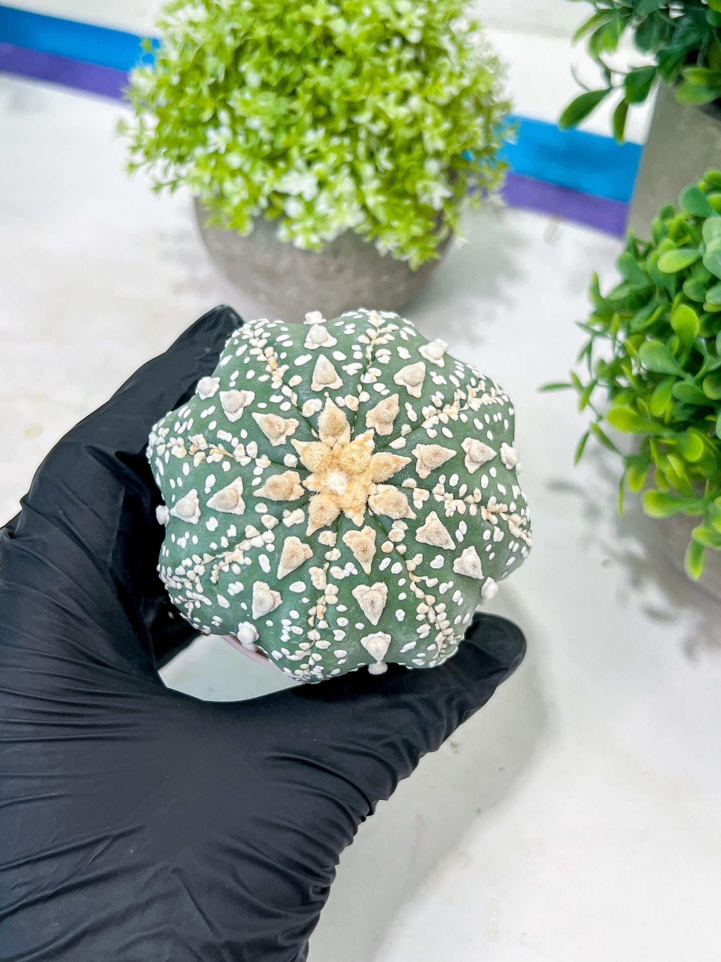 Custom Order- You'll receive the exact live plant (T2) (P7) | NEVADA Seller | 3" Pot