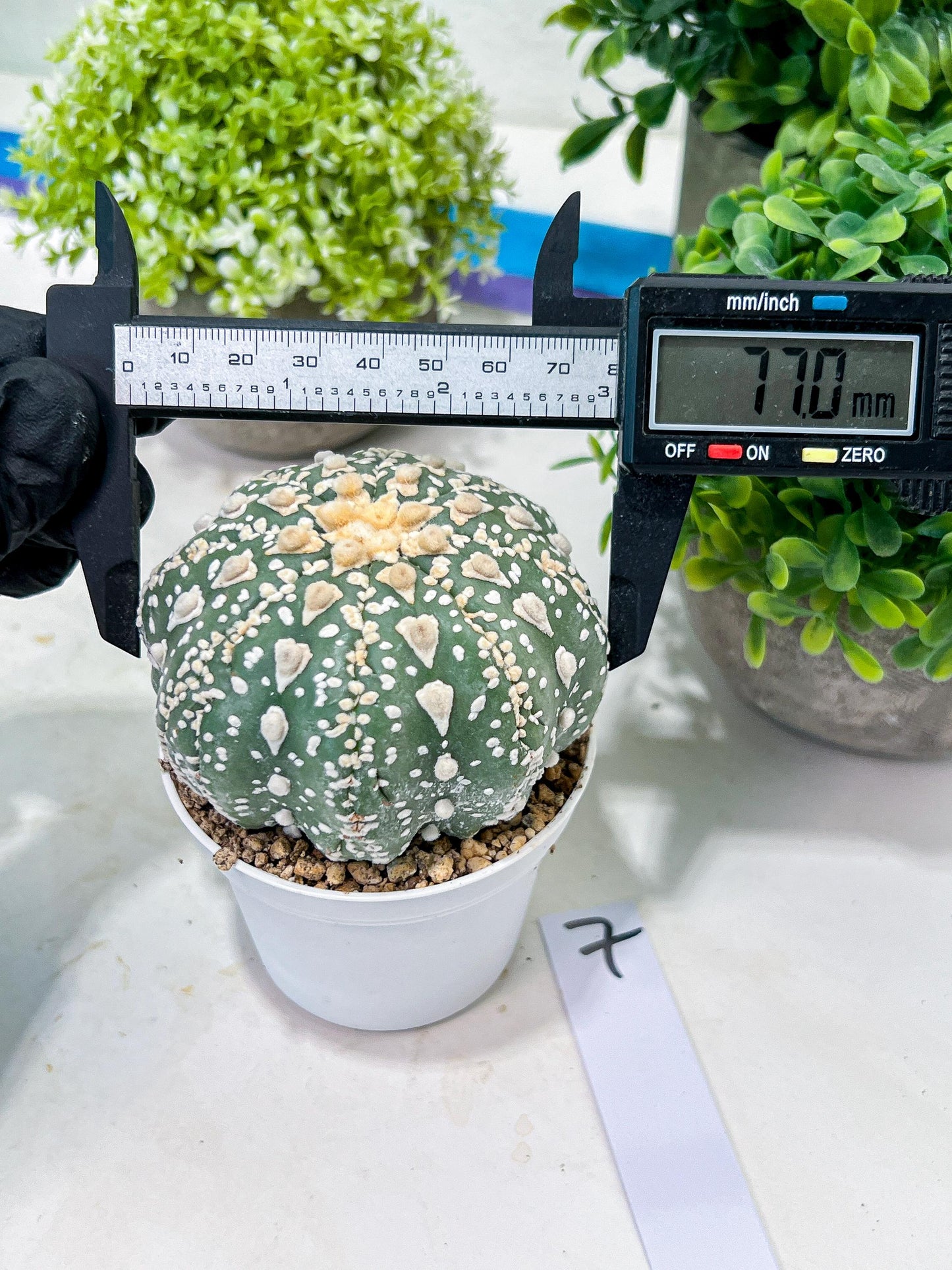 Custom Order- You'll receive the exact live plant (T2) (P7) | NEVADA Seller | 3" Pot