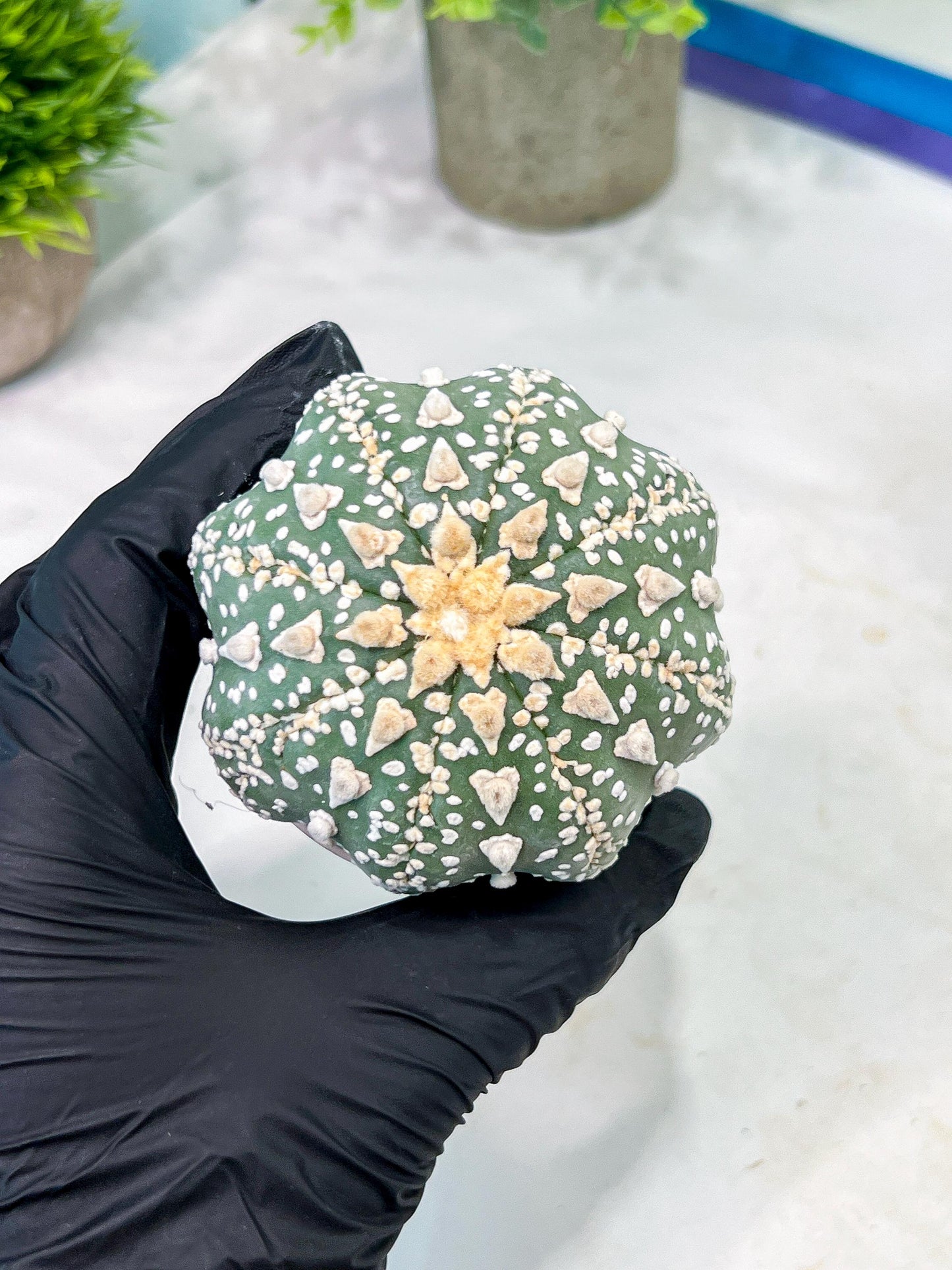 Custom Order- You'll receive the exact live plant (T2) (P7) | NEVADA Seller | 3" Pot