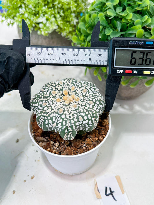 Custom Order- You'll receive the exact live plant (T2) (P4) | Las Vegas Plant | 3" Pot