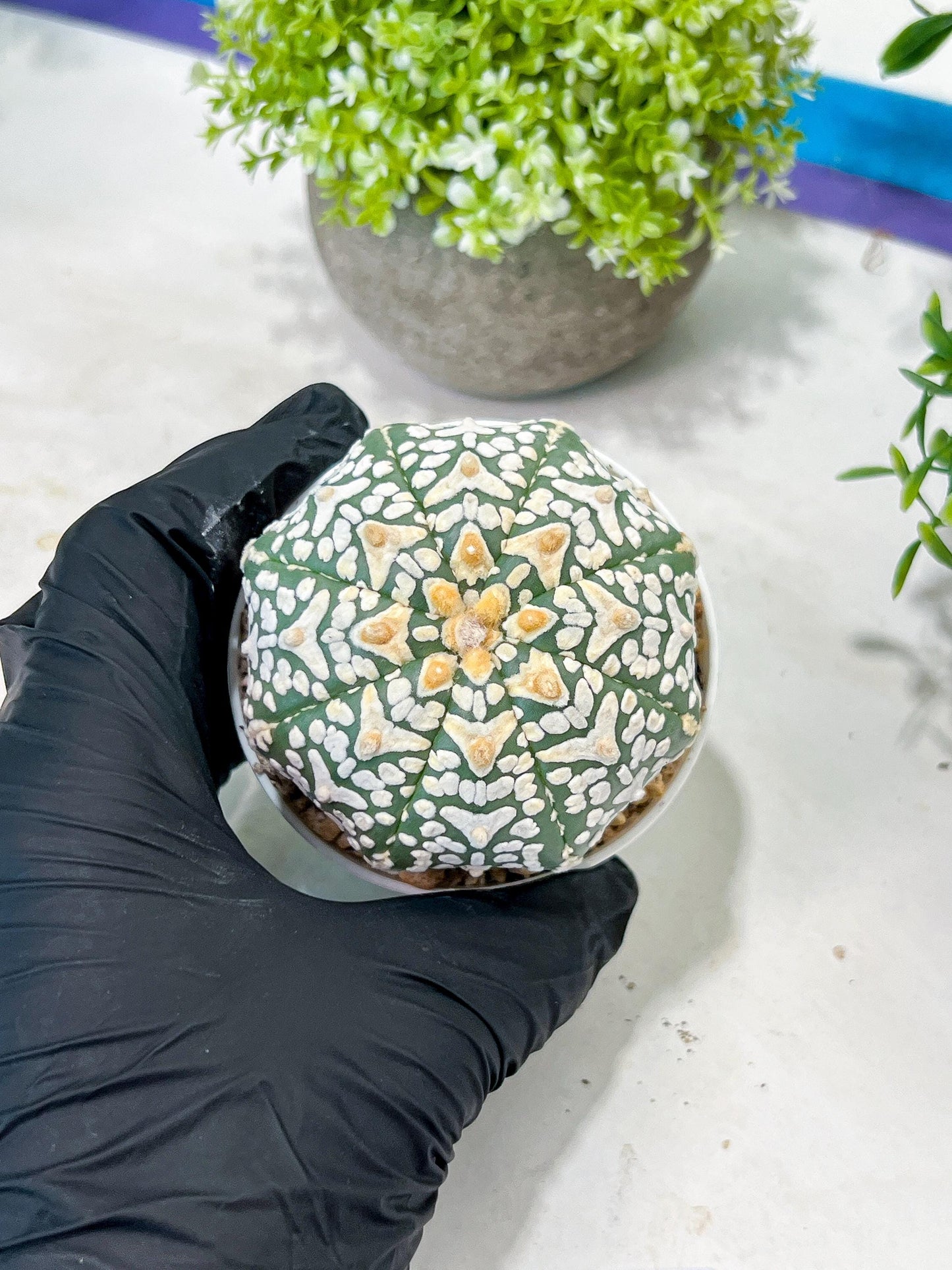 Custom Order- We’ll send you the exact live plant pictured (T2) (Y1) | NEVADA Plant Seller | 3" Pot