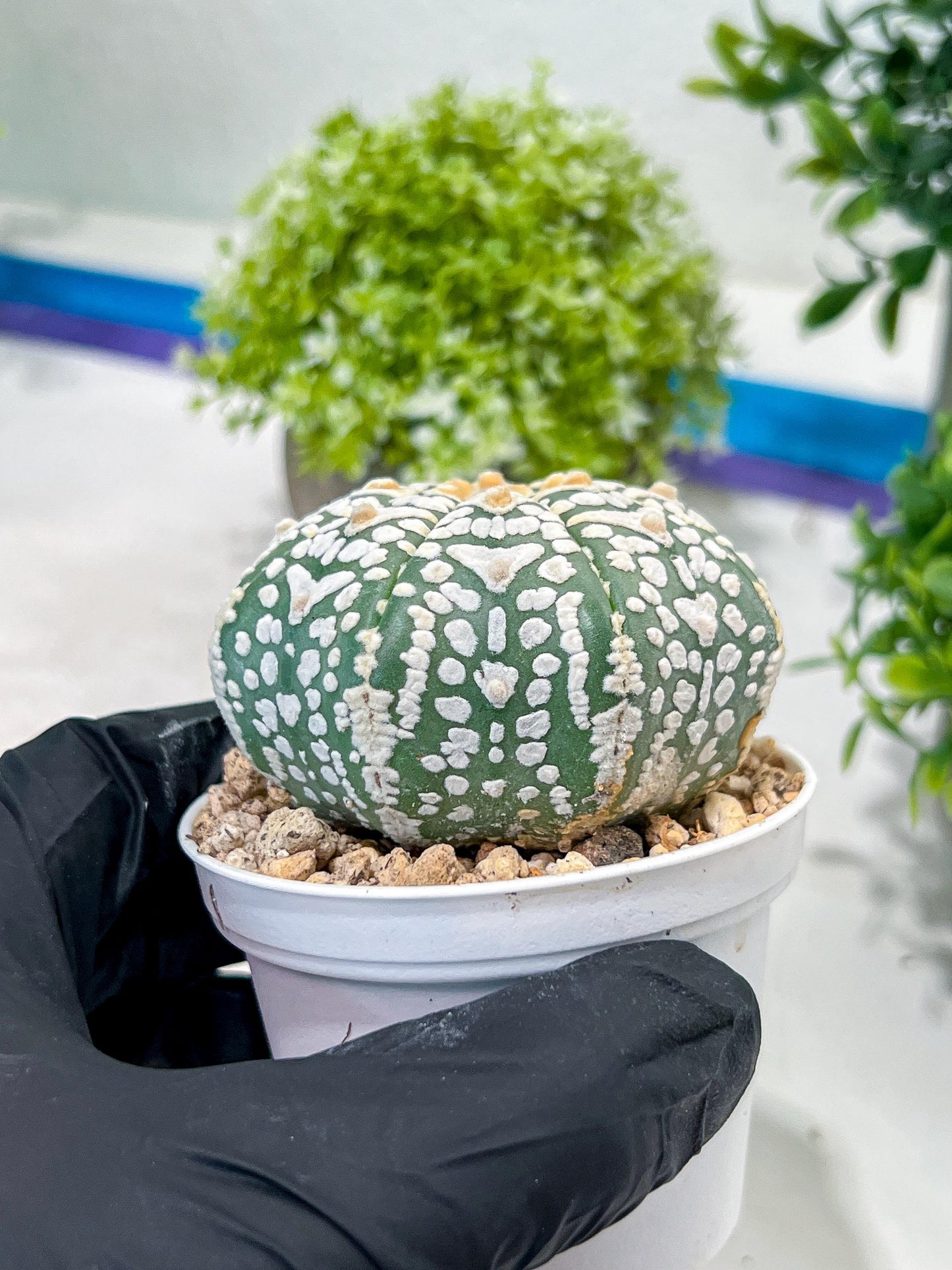 Custom Order- We’ll send you the exact live plant pictured (T2) (Y1) | NEVADA Plant Seller | 3" Pot