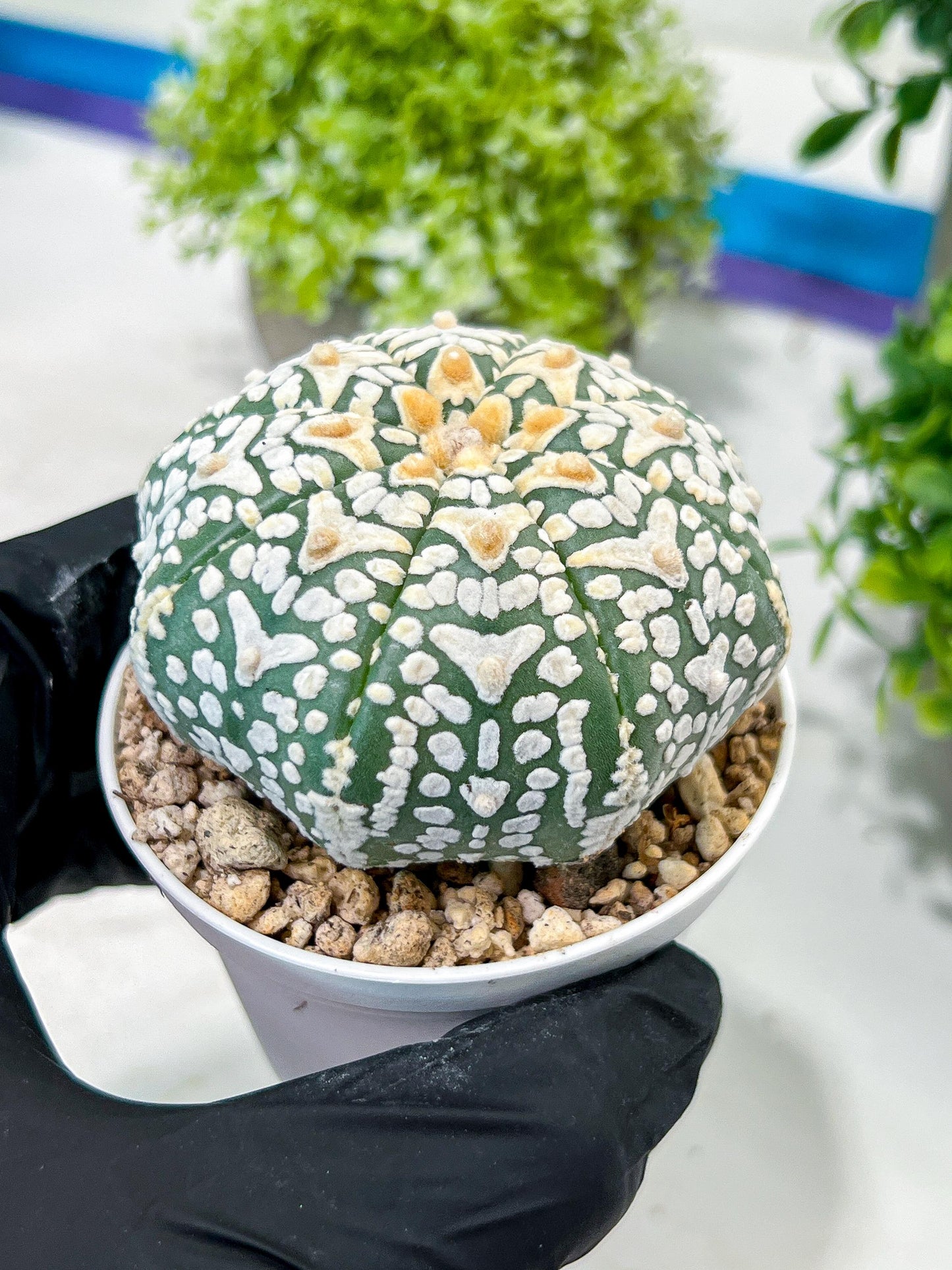 Custom Order- We’ll send you the exact live plant pictured (T2) (Y1) | NEVADA Plant Seller | 3" Pot
