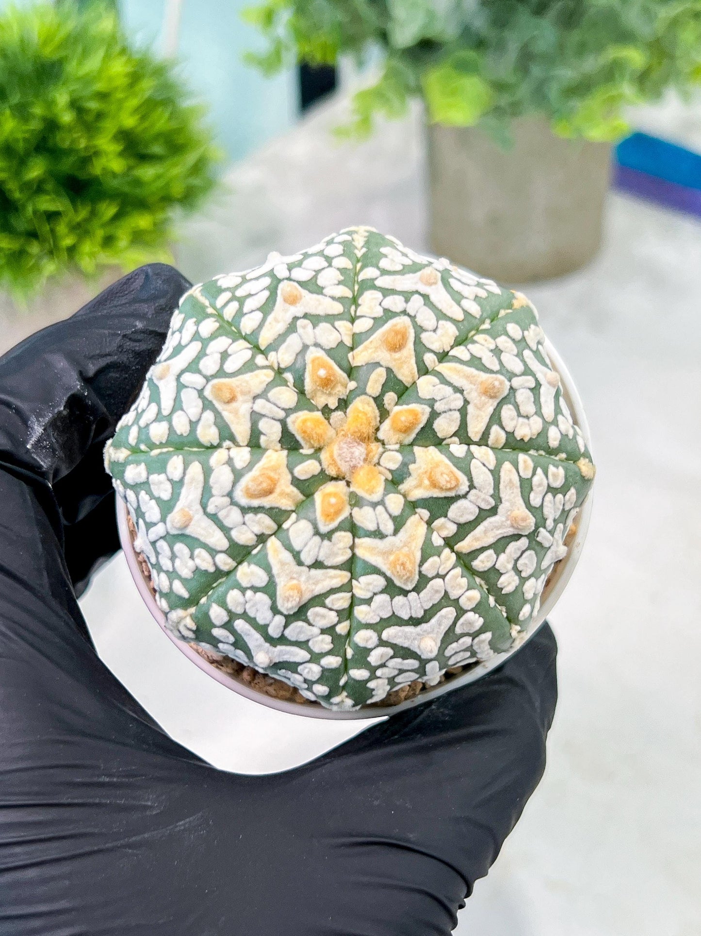 Custom Order- We’ll send you the exact live plant pictured (T2) (Y1) | NEVADA Plant Seller | 3" Pot