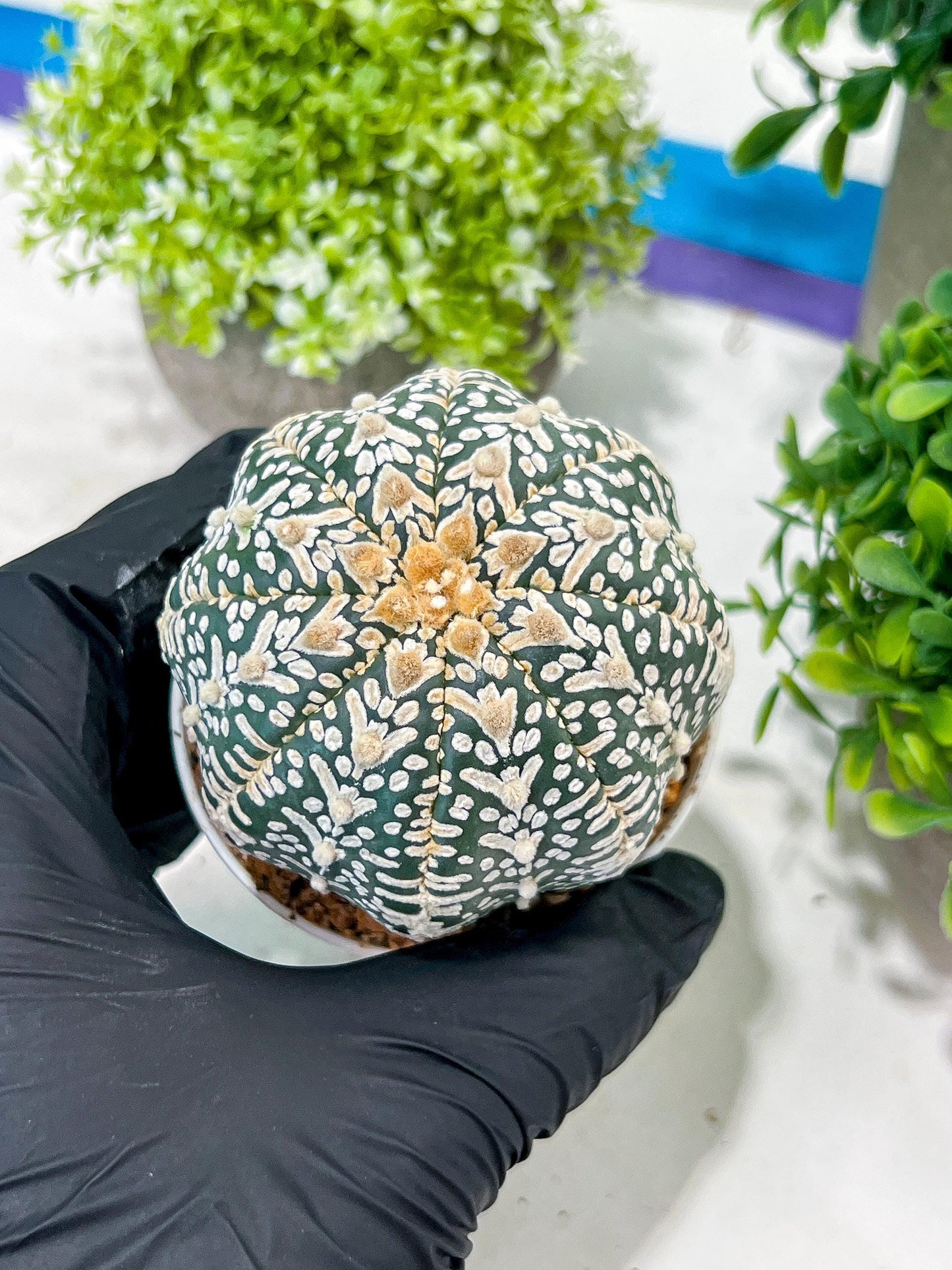 Custom Order- You'll receive the exact live plant (T2) (Y2) | Las Vegas Seller | 3" Pot