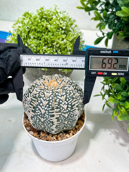 Custom Order- You'll receive the exact live plant (T2) (Y2) | Las Vegas Seller | 3" Pot