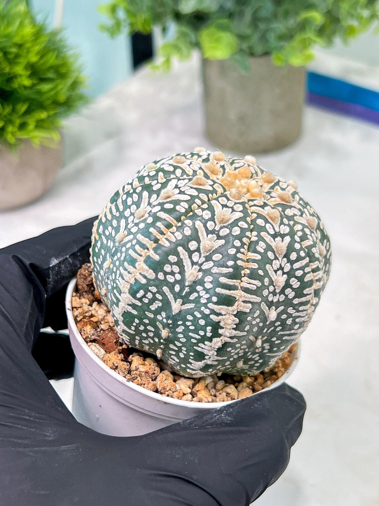 Custom Order- You'll receive the exact live plant (T2) (Y2) | Las Vegas Seller | 3" Pot