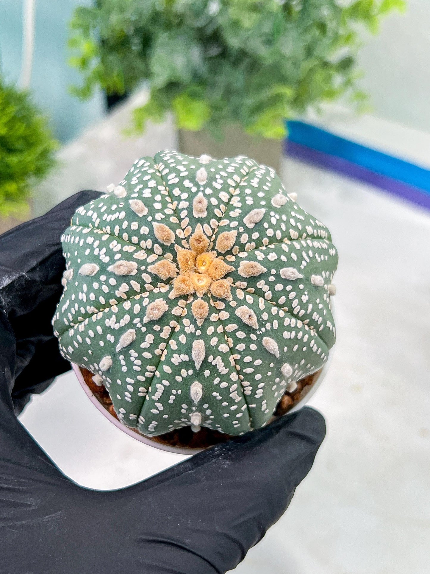 Custom Order- You will get the exact plant (T2) (Y3) | USA Plant Seller | 3" Pot