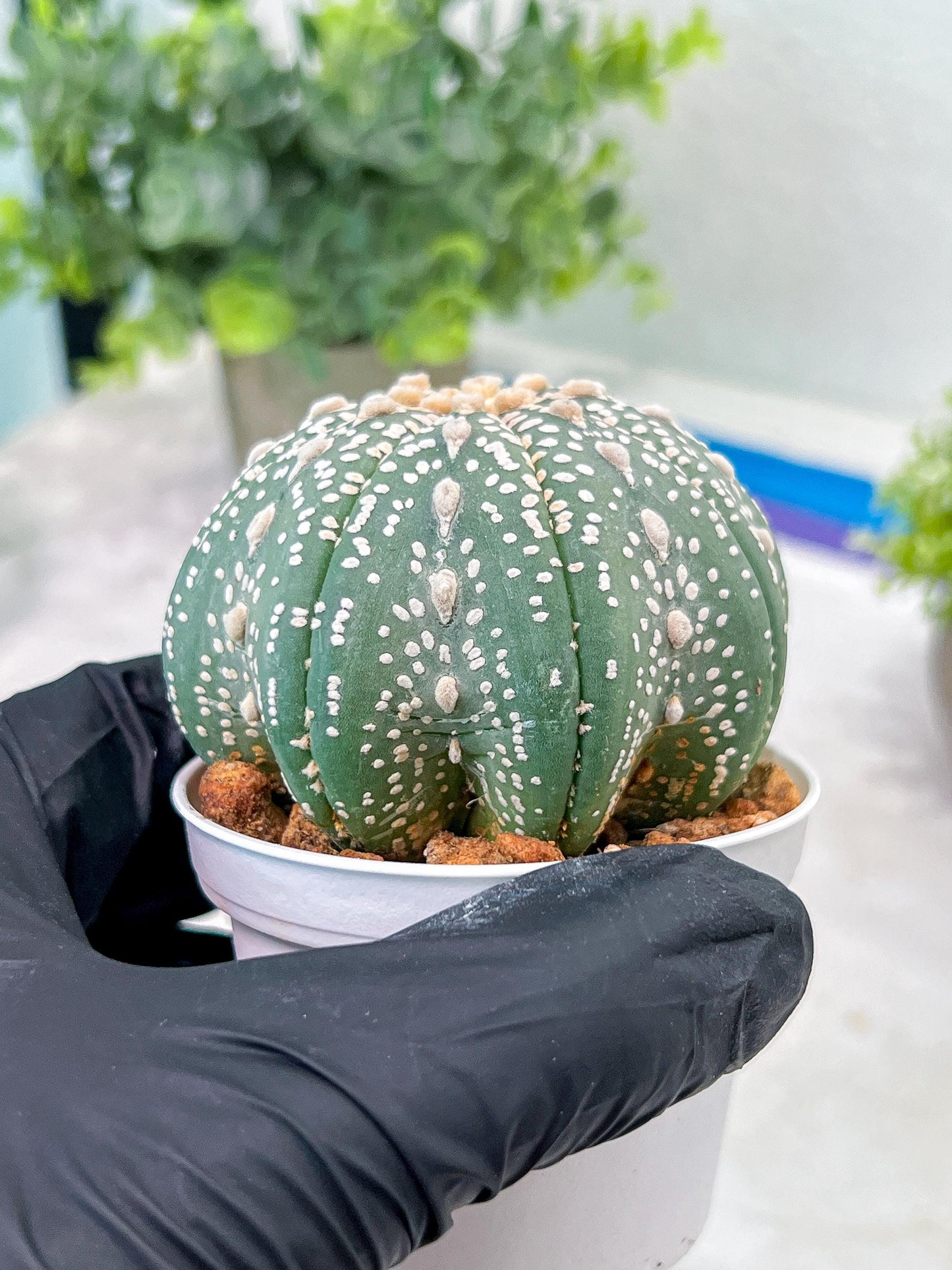 Custom Order- You will get the exact plant (T2) (Y3) | USA Plant Seller | 3" Pot