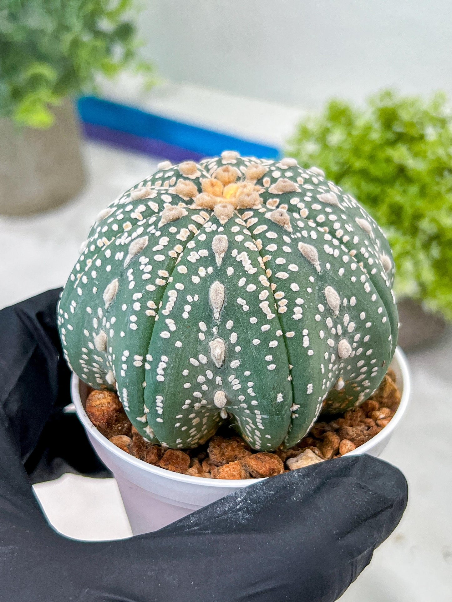 Custom Order- You will get the exact plant (T2) (Y3) | USA Plant Seller | 3" Pot