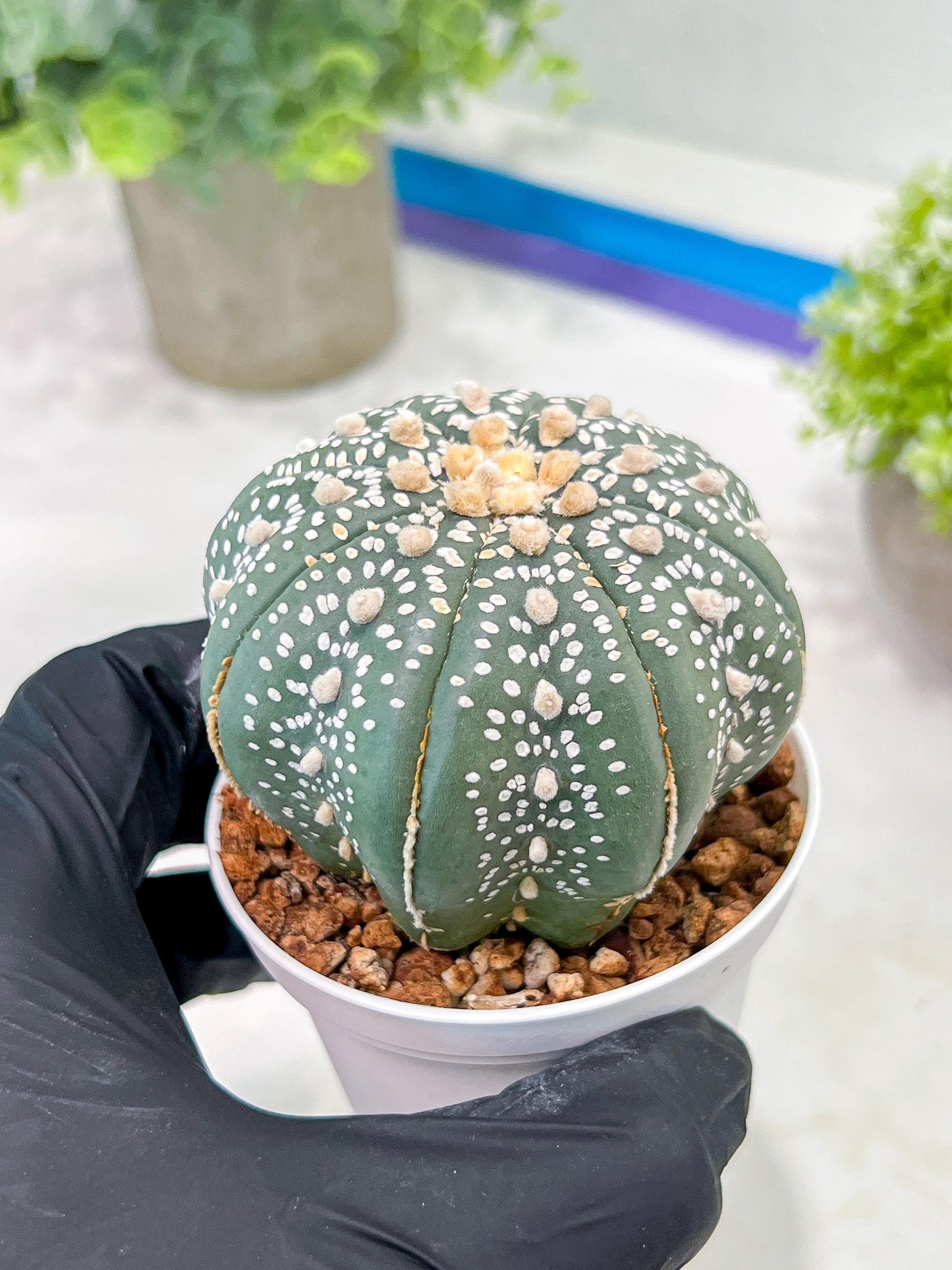 Custom Order- You'll receive the exact live plant (T2) (Y4) | Las Vegas Plant | 3" Pot