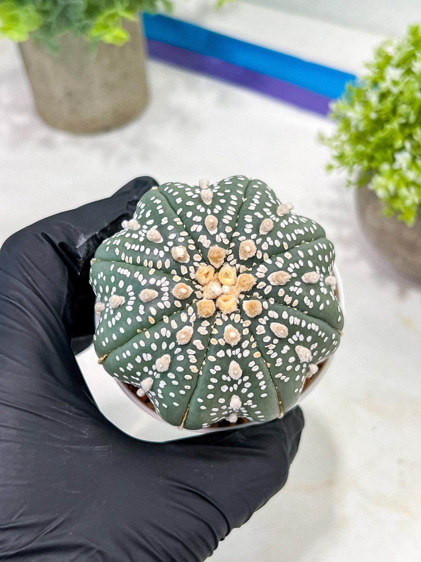 Custom Order- You'll receive the exact live plant (T2) (Y4) | Las Vegas Plant | 3" Pot