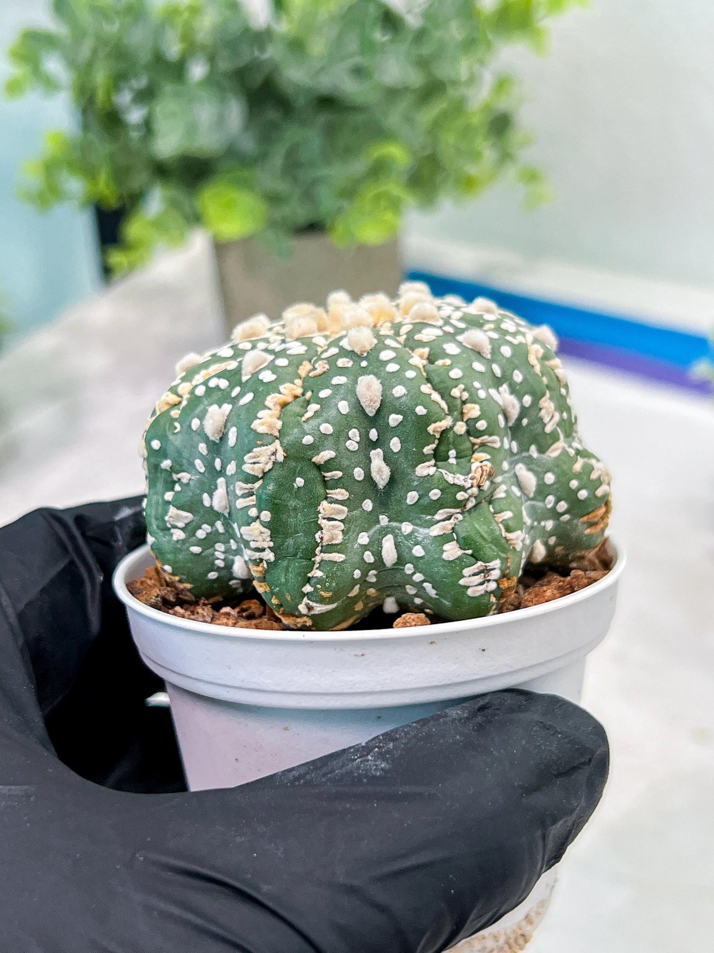 Custom Order- You'll receive the exact live plant (T2) (Y5) | USA Plant Seller | 3" Pot