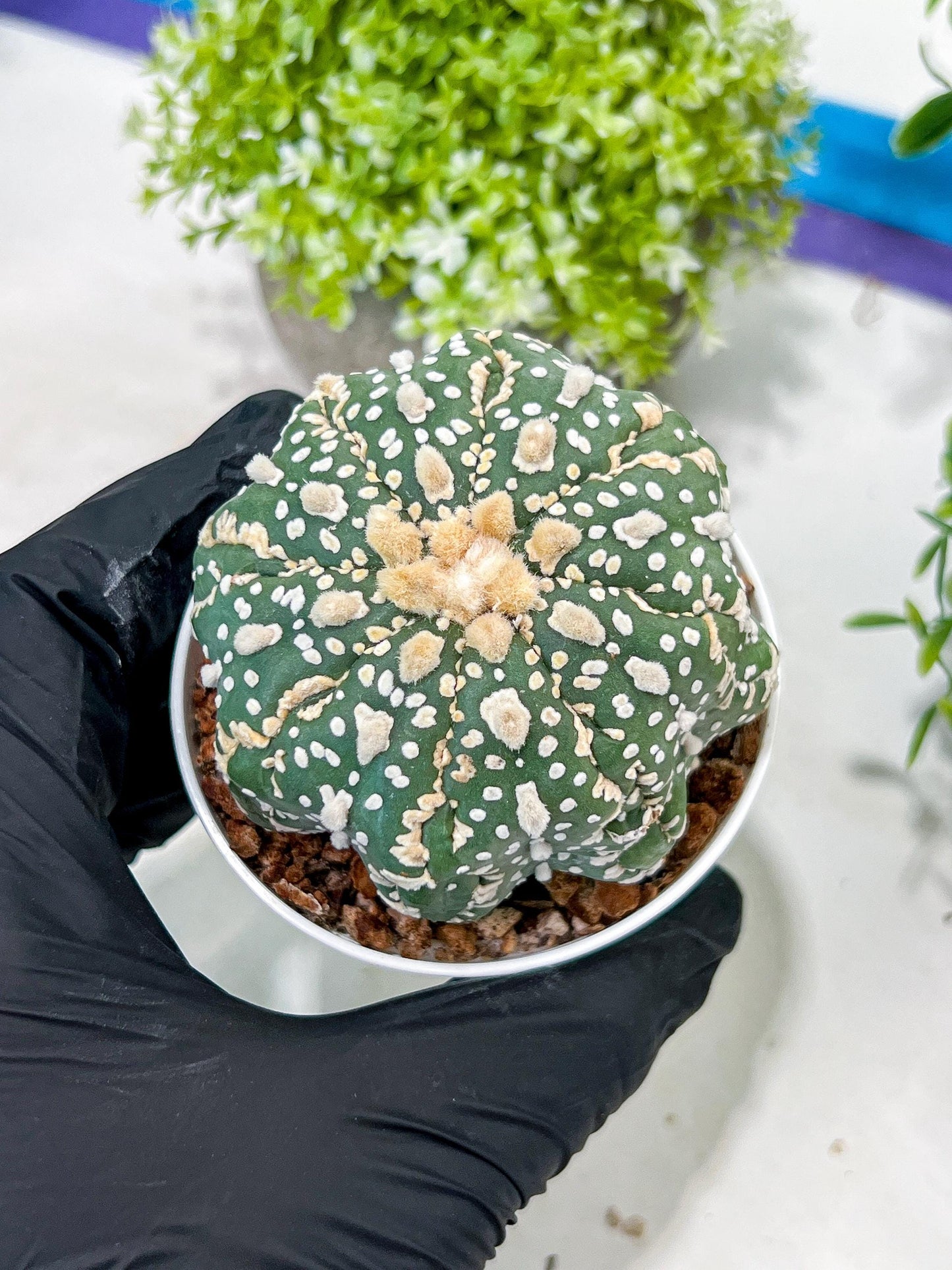 Custom Order- You'll receive the exact live plant (T2) (Y5) | USA Plant Seller | 3" Pot