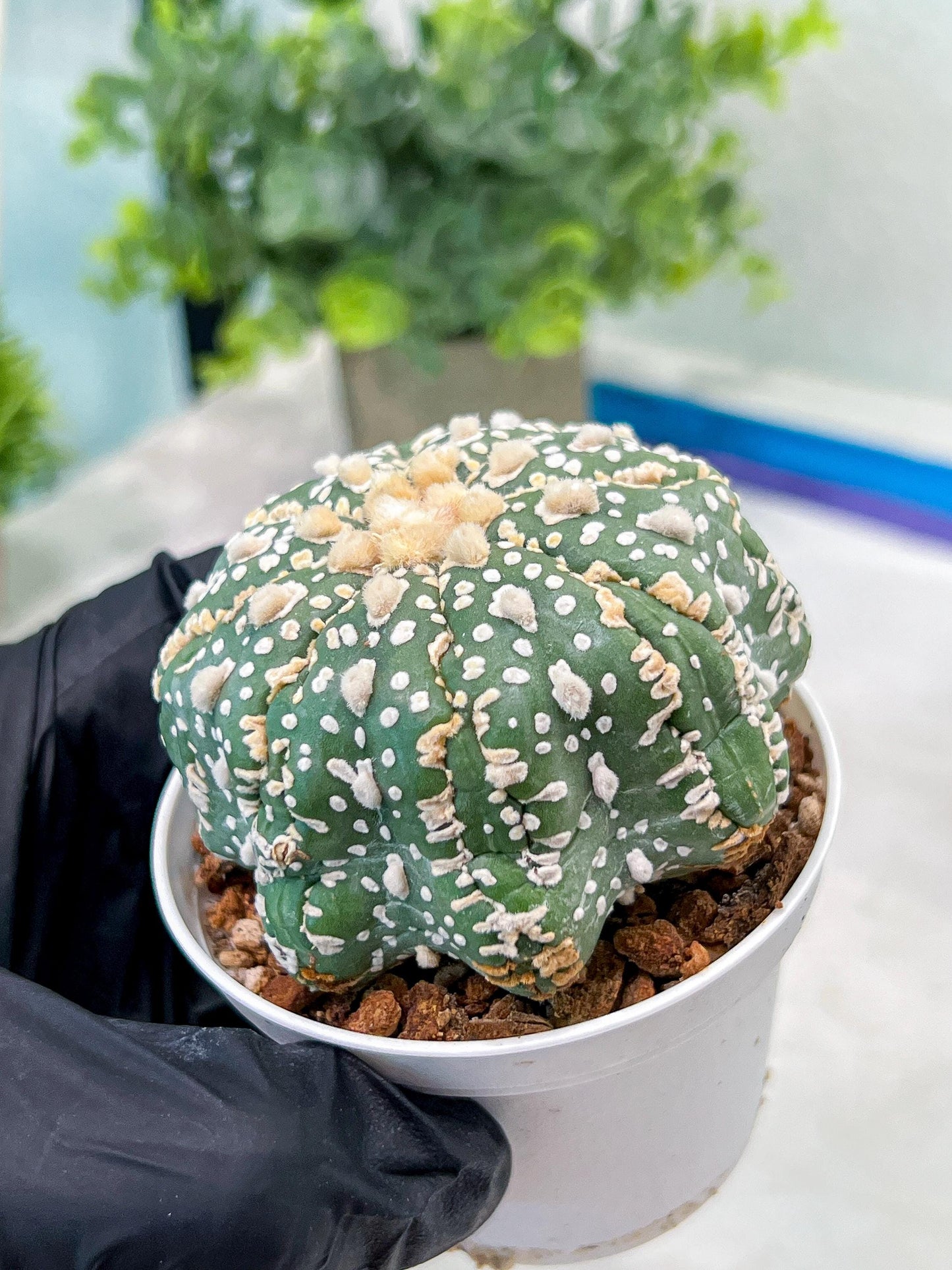 Custom Order- You'll receive the exact live plant (T2) (Y5) | USA Plant Seller | 3" Pot