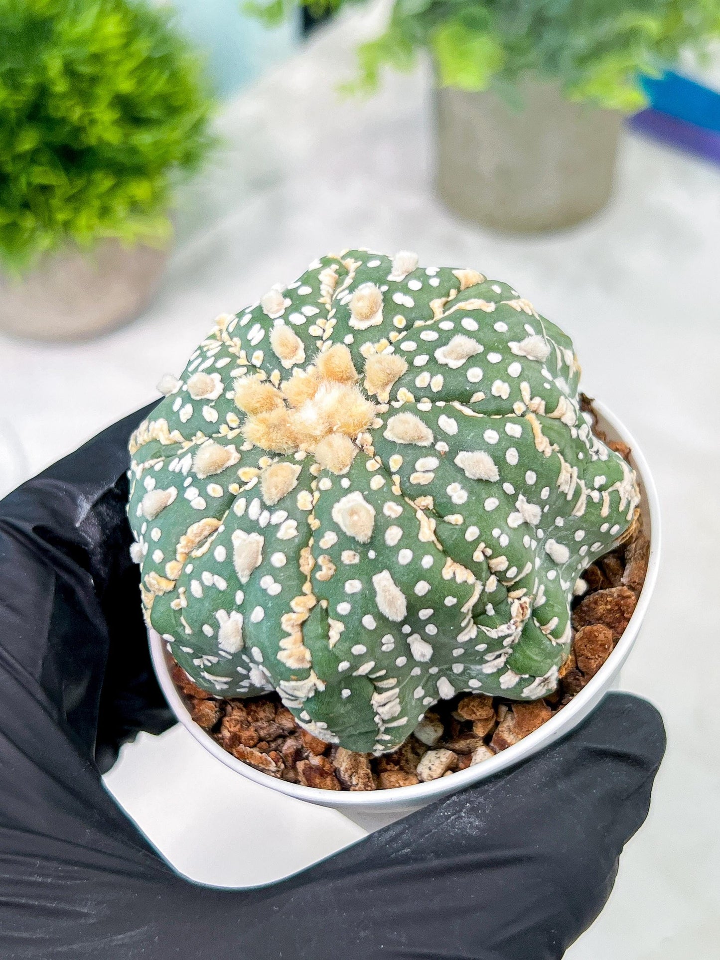 Custom Order- You'll receive the exact live plant (T2) (Y5) | USA Plant Seller | 3" Pot