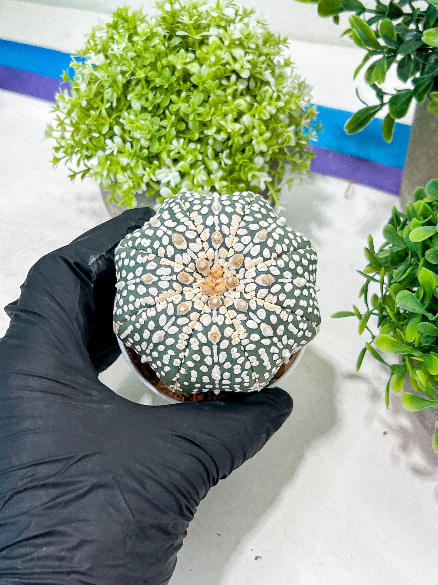 Custom Order- You'll receive the exact live plant (T2) (Y6) | NEVADA Plant Shop | 3" Pot