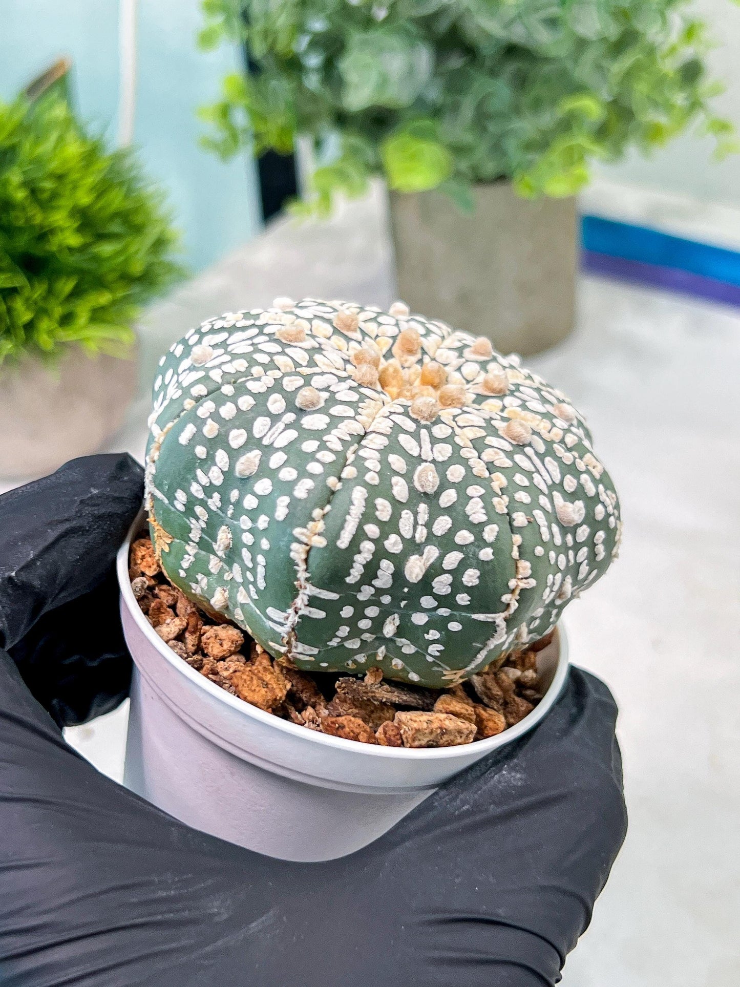 Custom Order- You'll receive the exact live plant (T2) (Y6) | NEVADA Plant Shop | 3" Pot