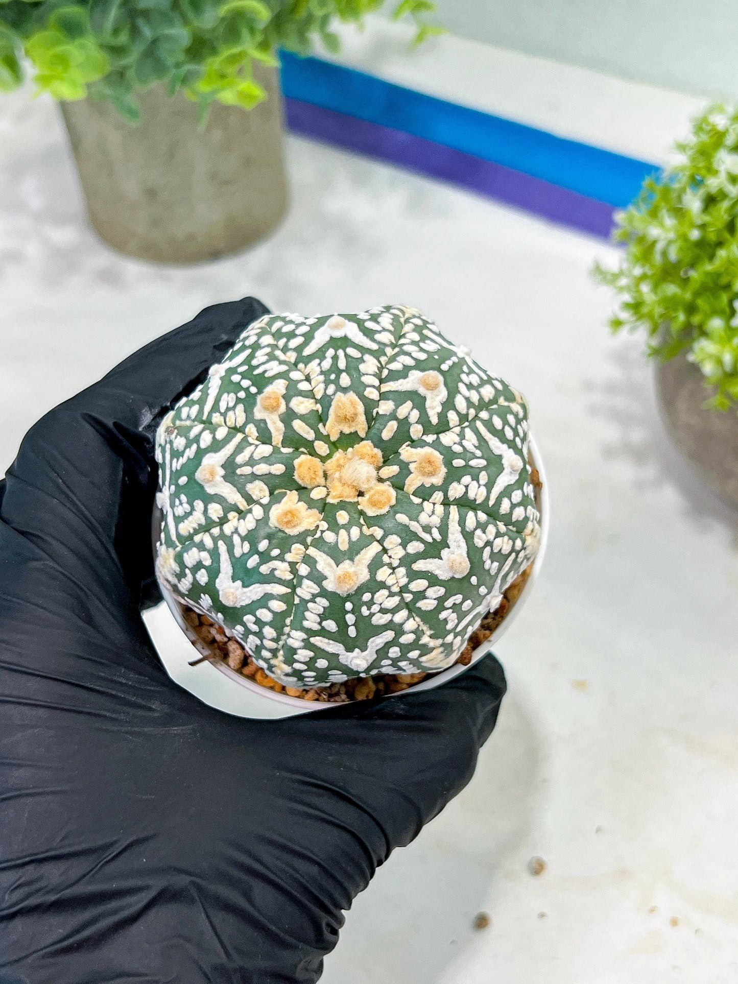 Custom Order- You'll receive the exact live plant (T2) (Y7) | NEVADA Seller | 3" Pot