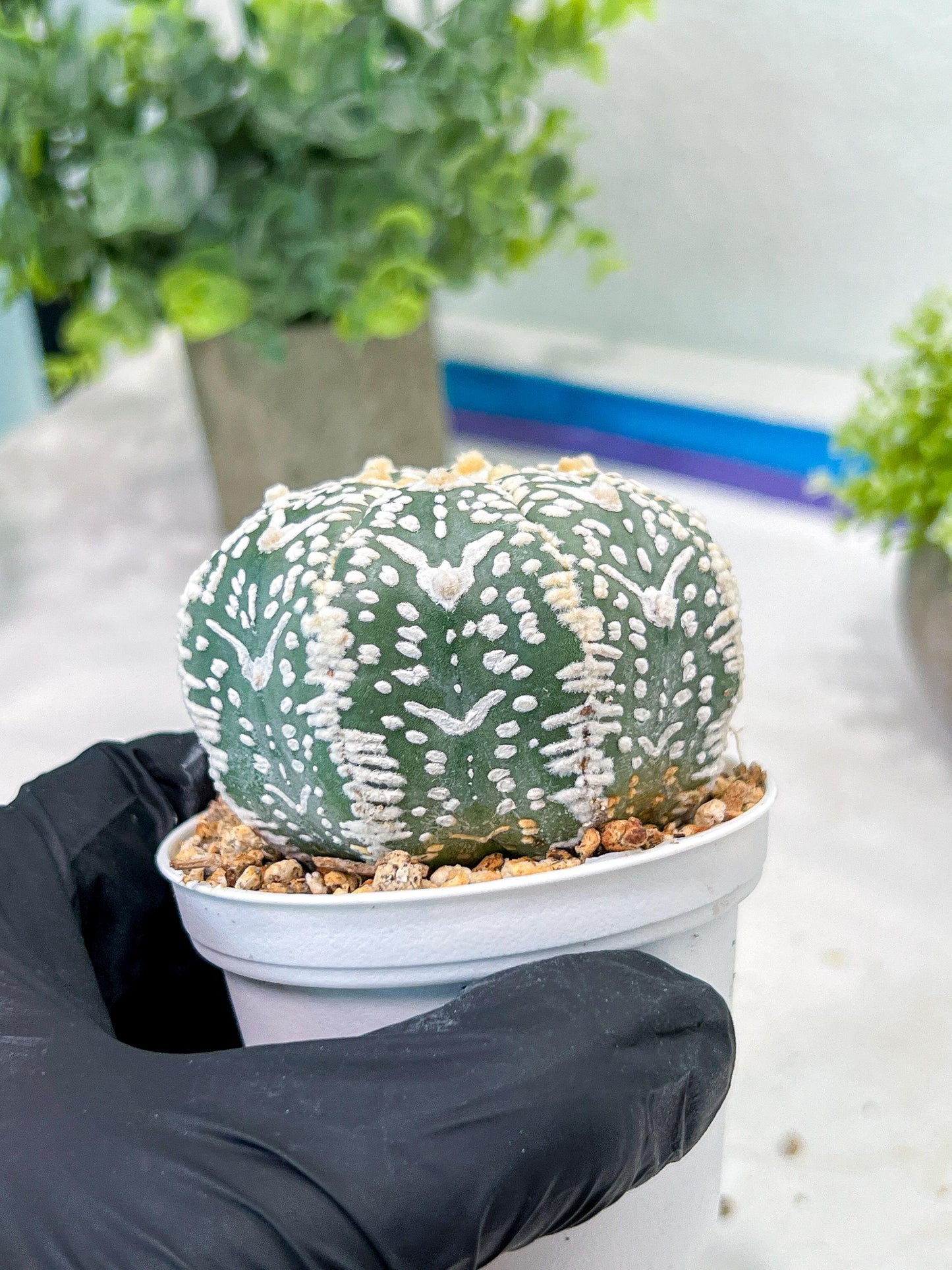 Custom Order- You'll receive the exact live plant (T2) (Y7) | NEVADA Seller | 3" Pot