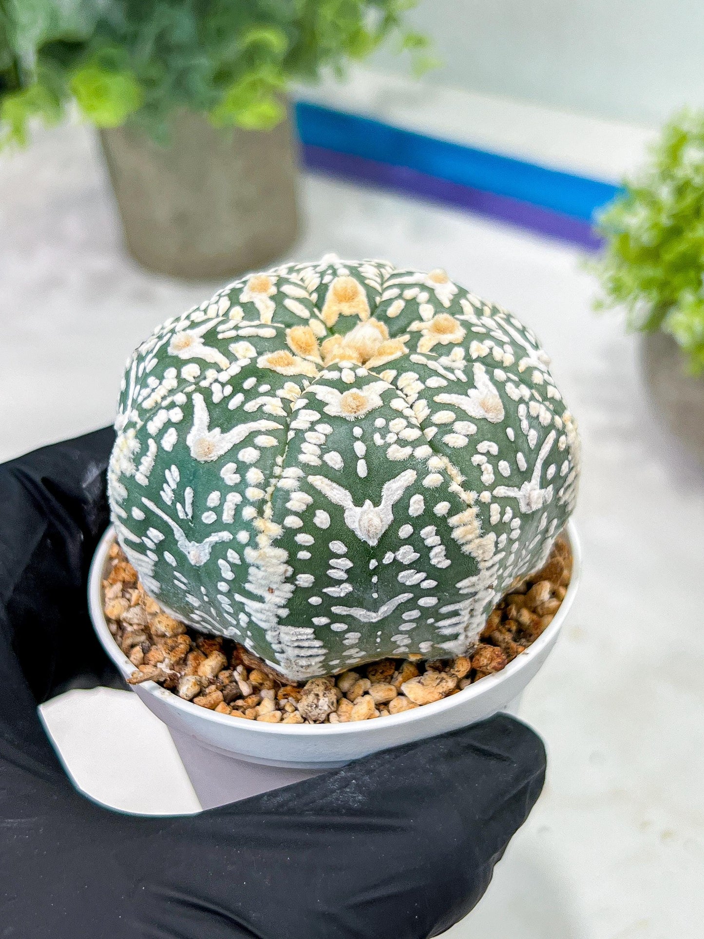 Custom Order- You'll receive the exact live plant (T2) (Y7) | NEVADA Seller | 3" Pot