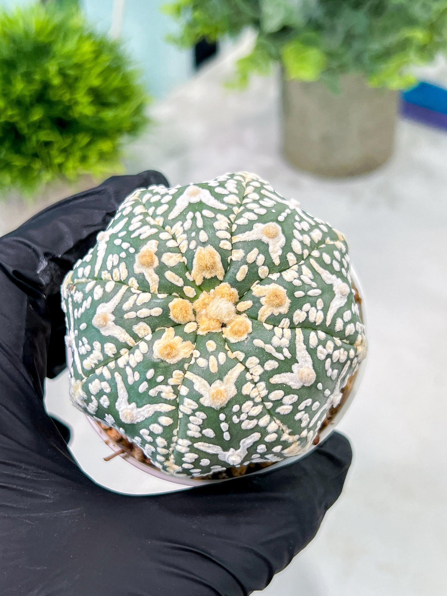 Custom Order- You'll receive the exact live plant (T2) (Y7) | NEVADA Seller | 3" Pot
