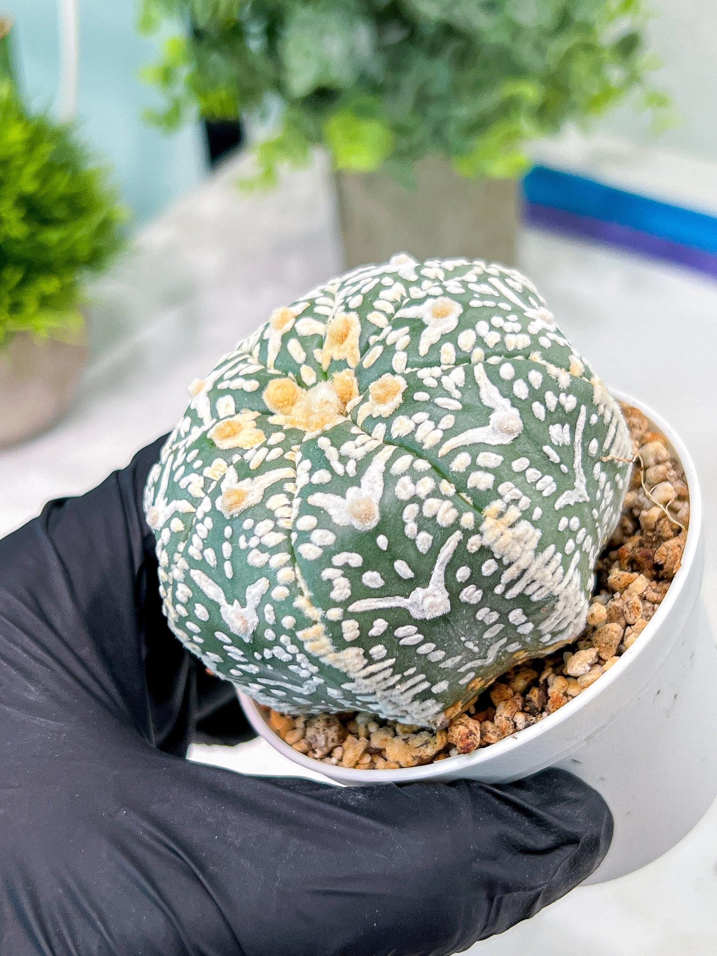 Custom Order- You'll receive the exact live plant (T2) (Y7) | NEVADA Seller | 3" Pot