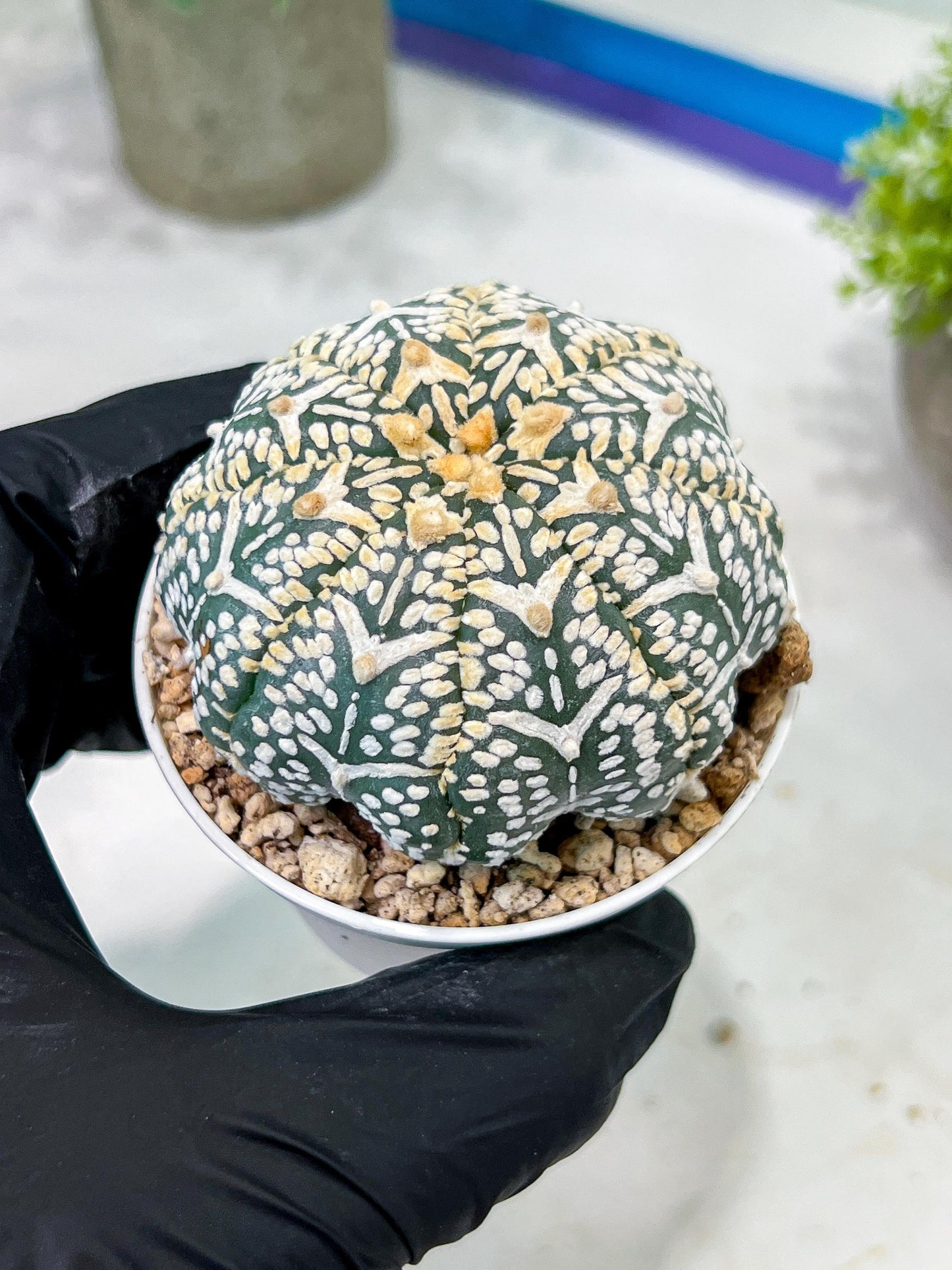 Custom Order- We’ll send you the exact live plant pictured (T2) (B1) | NEVADA Plant Seller | 3" Pot