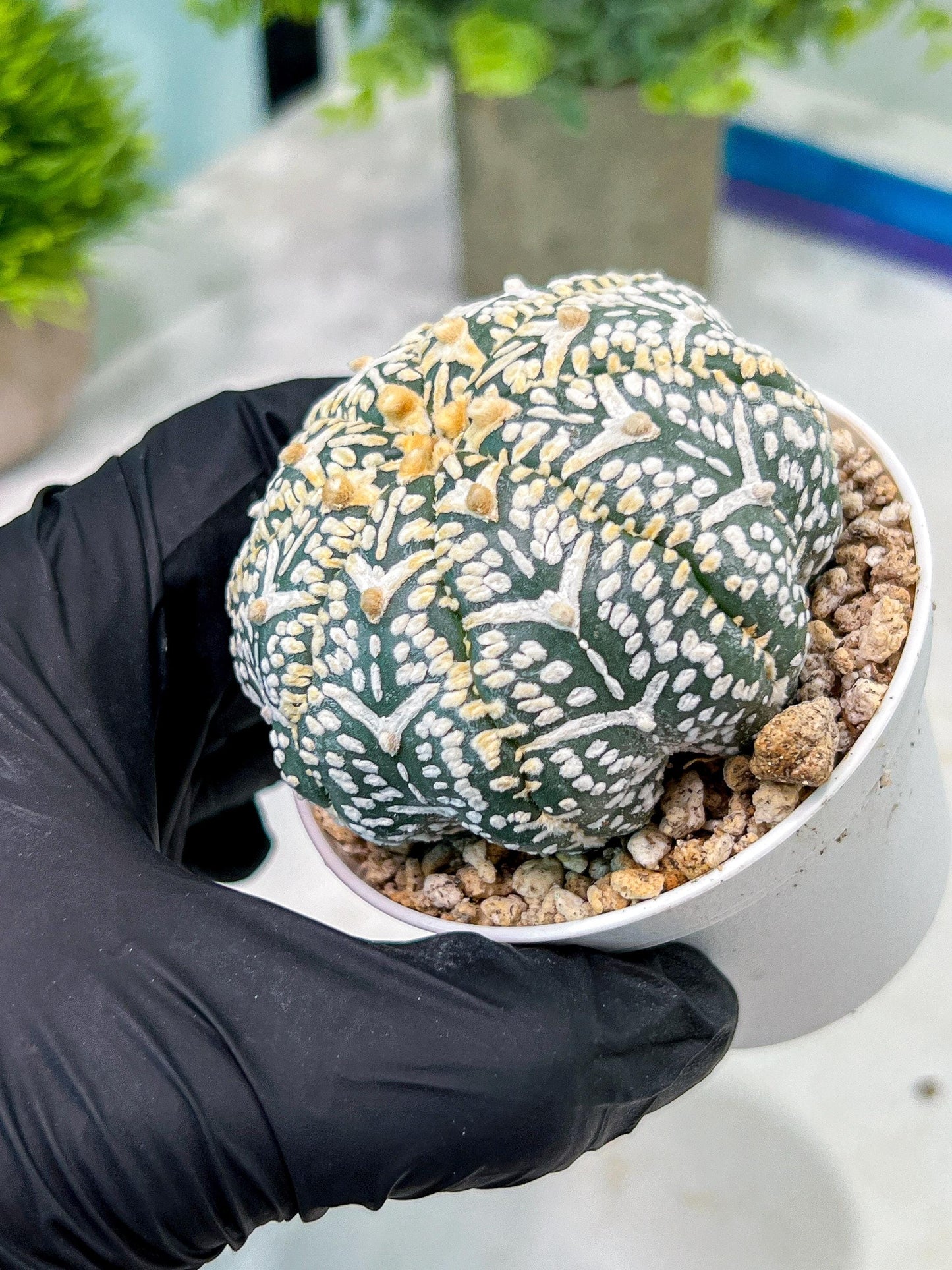 Custom Order- We’ll send you the exact live plant pictured (T2) (B1) | NEVADA Plant Seller | 3" Pot