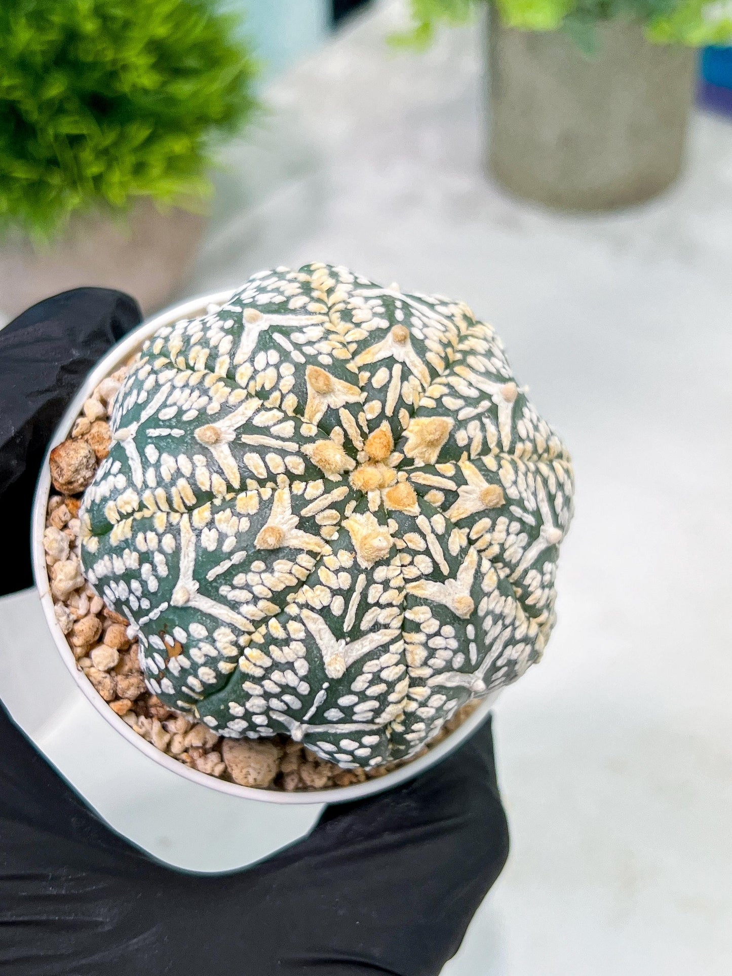 Custom Order- We’ll send you the exact live plant pictured (T2) (B1) | NEVADA Plant Seller | 3" Pot