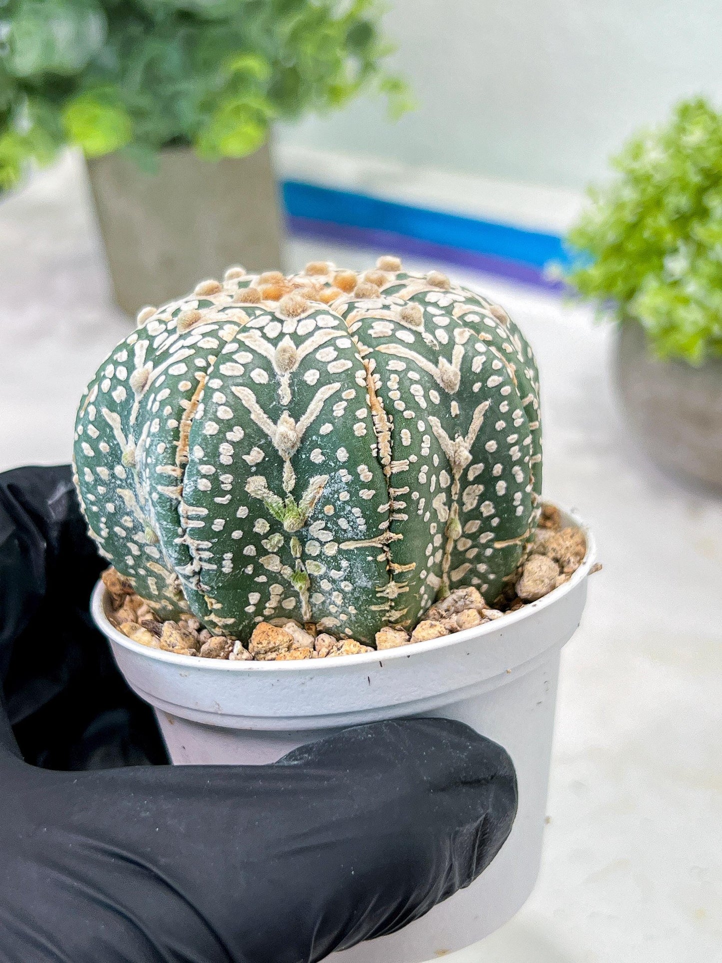 Custom Order- You'll receive the exact live plant (T2) (B2) | Las Vegas Seller | 3" Pot