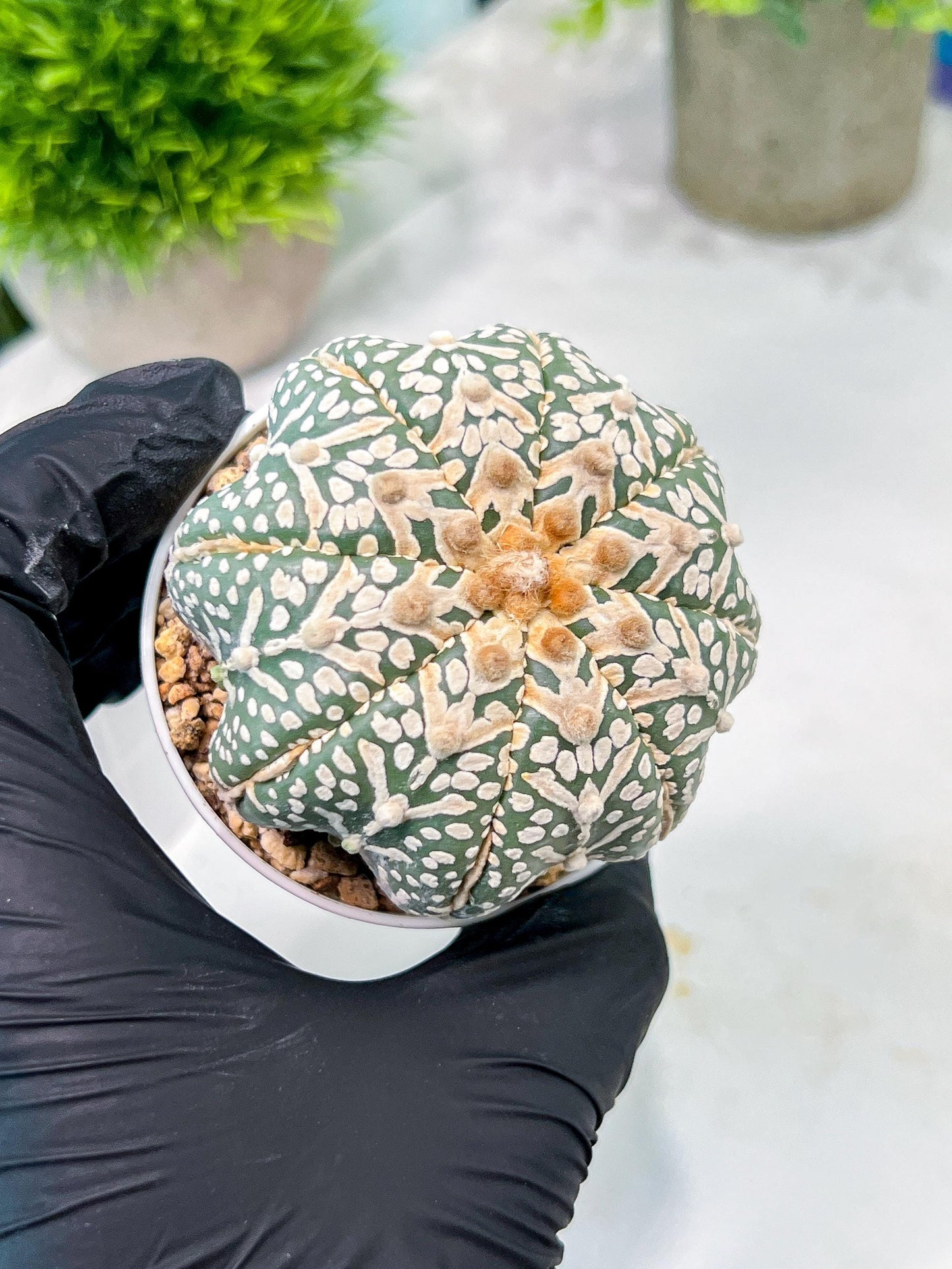 Custom Order- You'll receive the exact live plant (T2) (B2) | Las Vegas Seller | 3" Pot