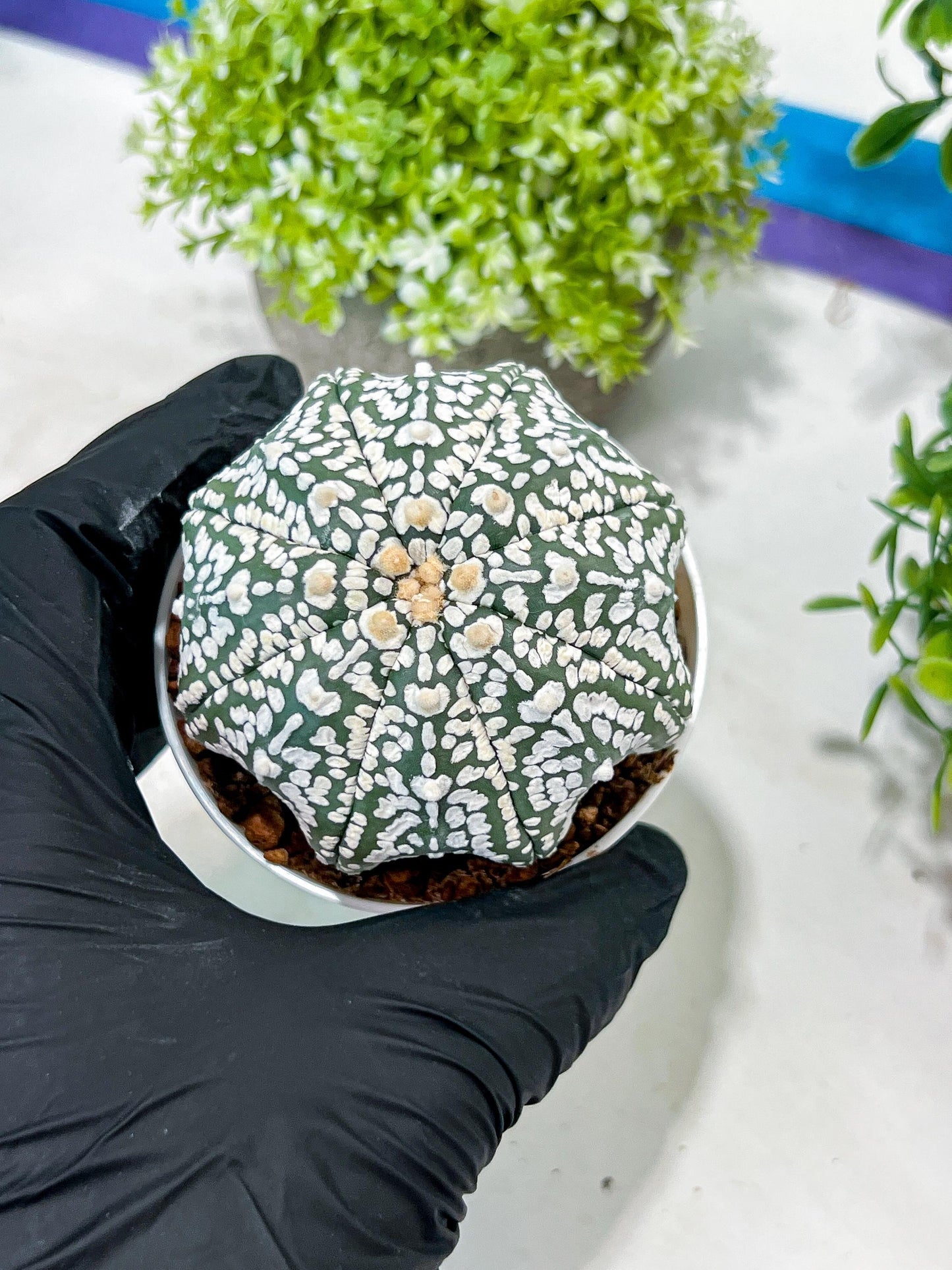 Custom Order- You'll receive the exact live plant (T2) (B4) | Las Vegas Plant | 3" Pot