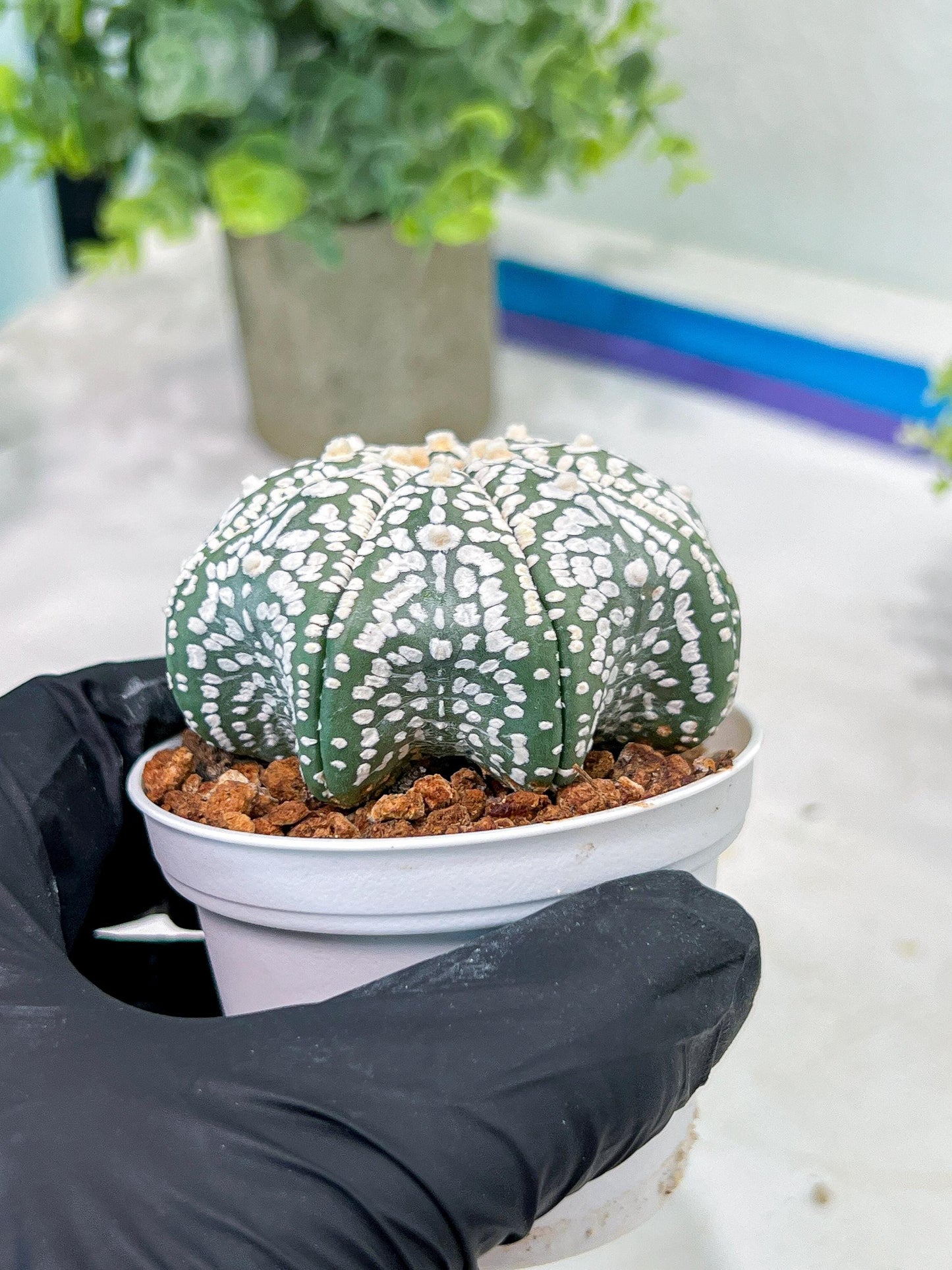 Custom Order- You'll receive the exact live plant (T2) (B4) | Las Vegas Plant | 3" Pot