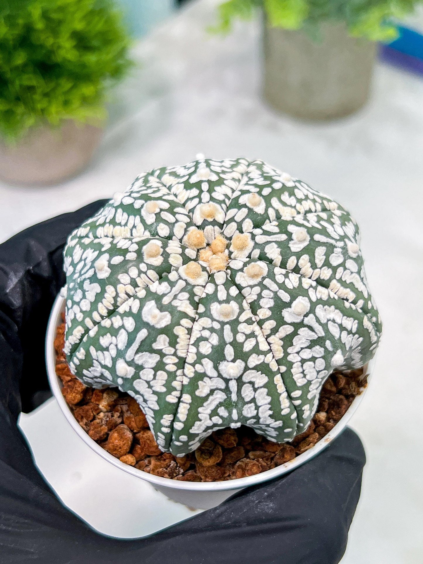 Custom Order- You'll receive the exact live plant (T2) (B4) | Las Vegas Plant | 3" Pot