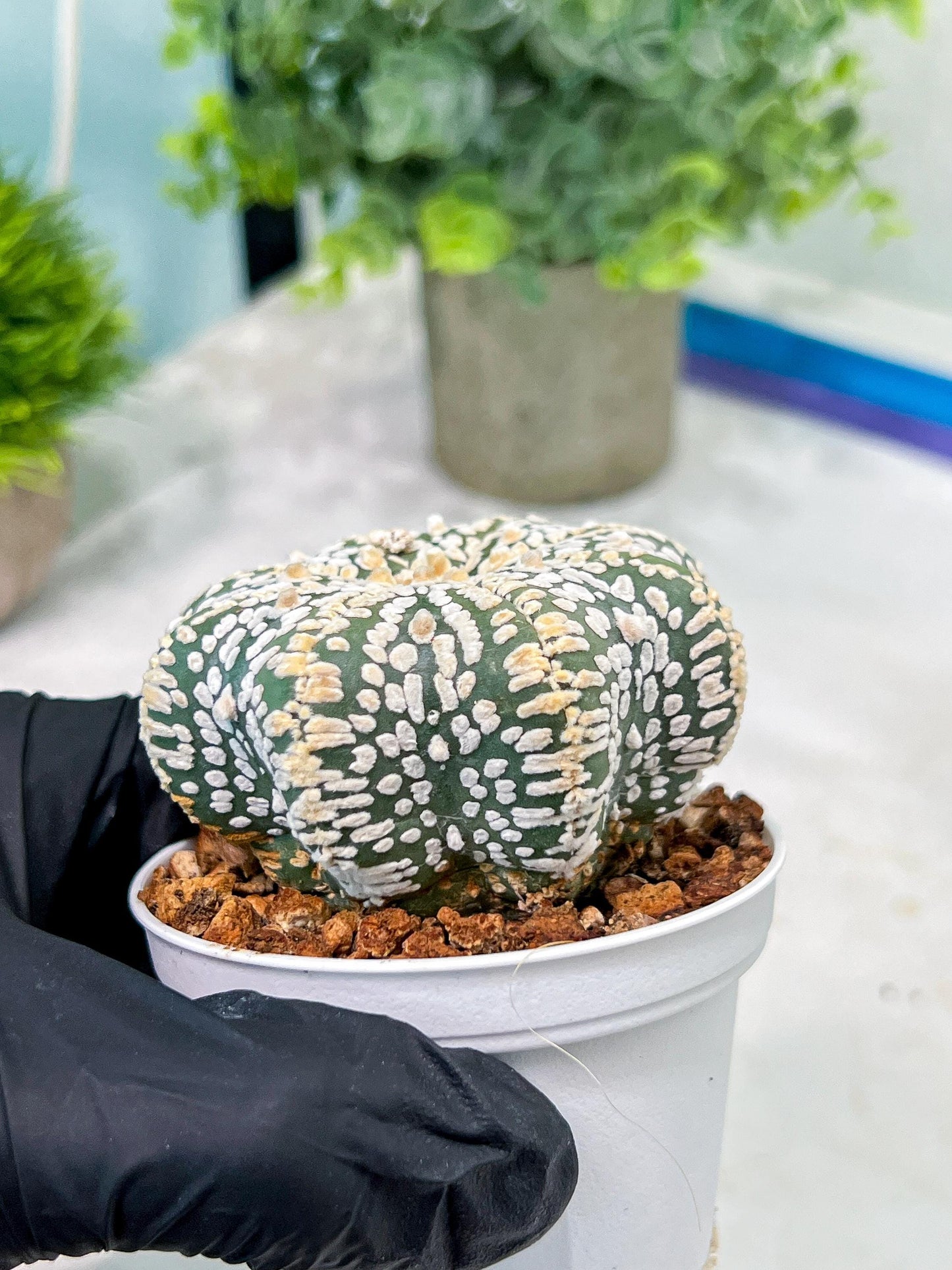 Custom Order- You'll receive the exact live plant (T2) (B5) | USA Plant Seller | 3" Pot