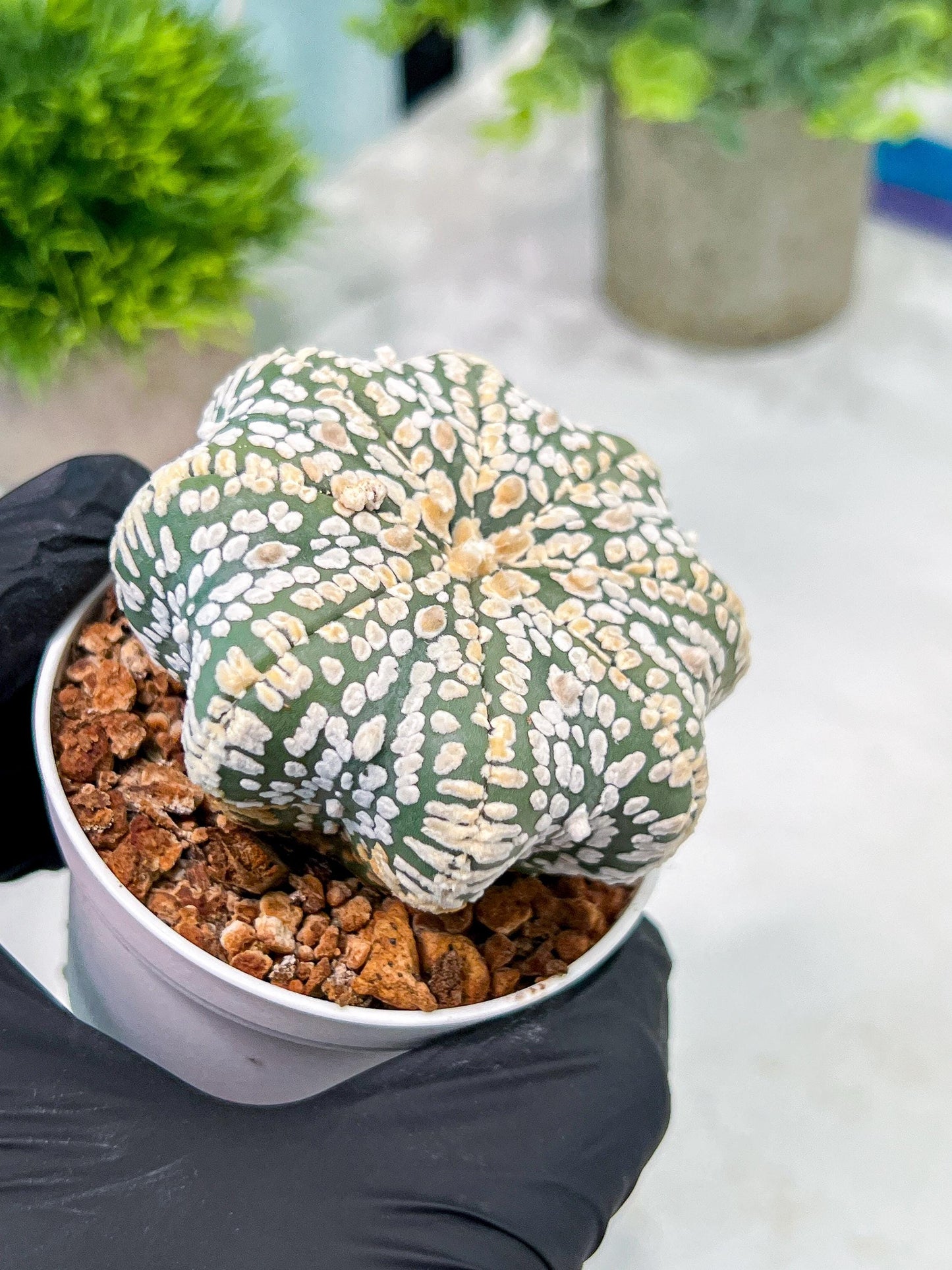 Custom Order- You'll receive the exact live plant (T2) (B5) | USA Plant Seller | 3" Pot