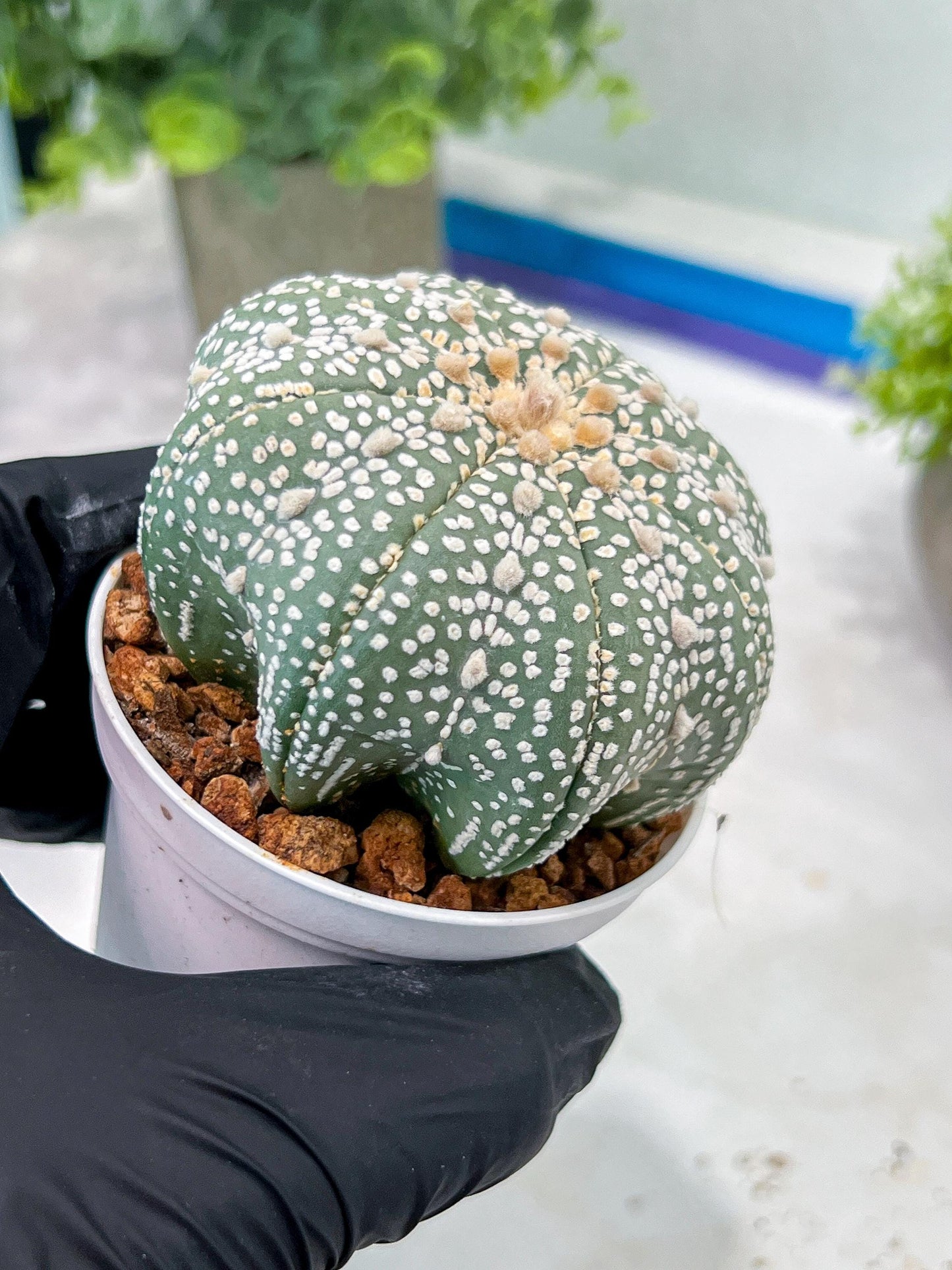 Custom Order- You'll receive the exact live plant (T2) (B6) | NEVADA Plant Shop | 3" Pot